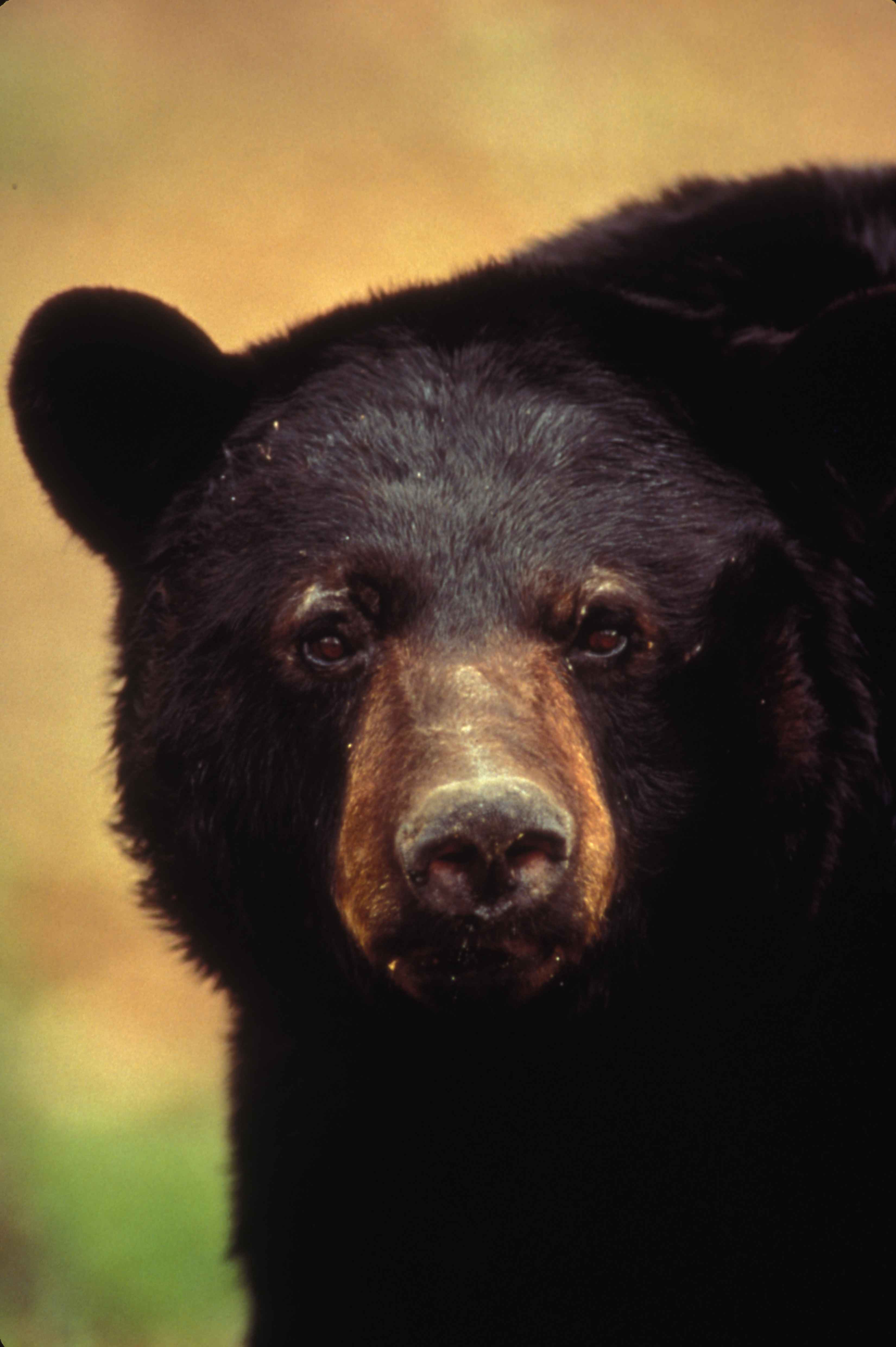 Close-up of an American black bear's face with dark fur and a tan muzzle.