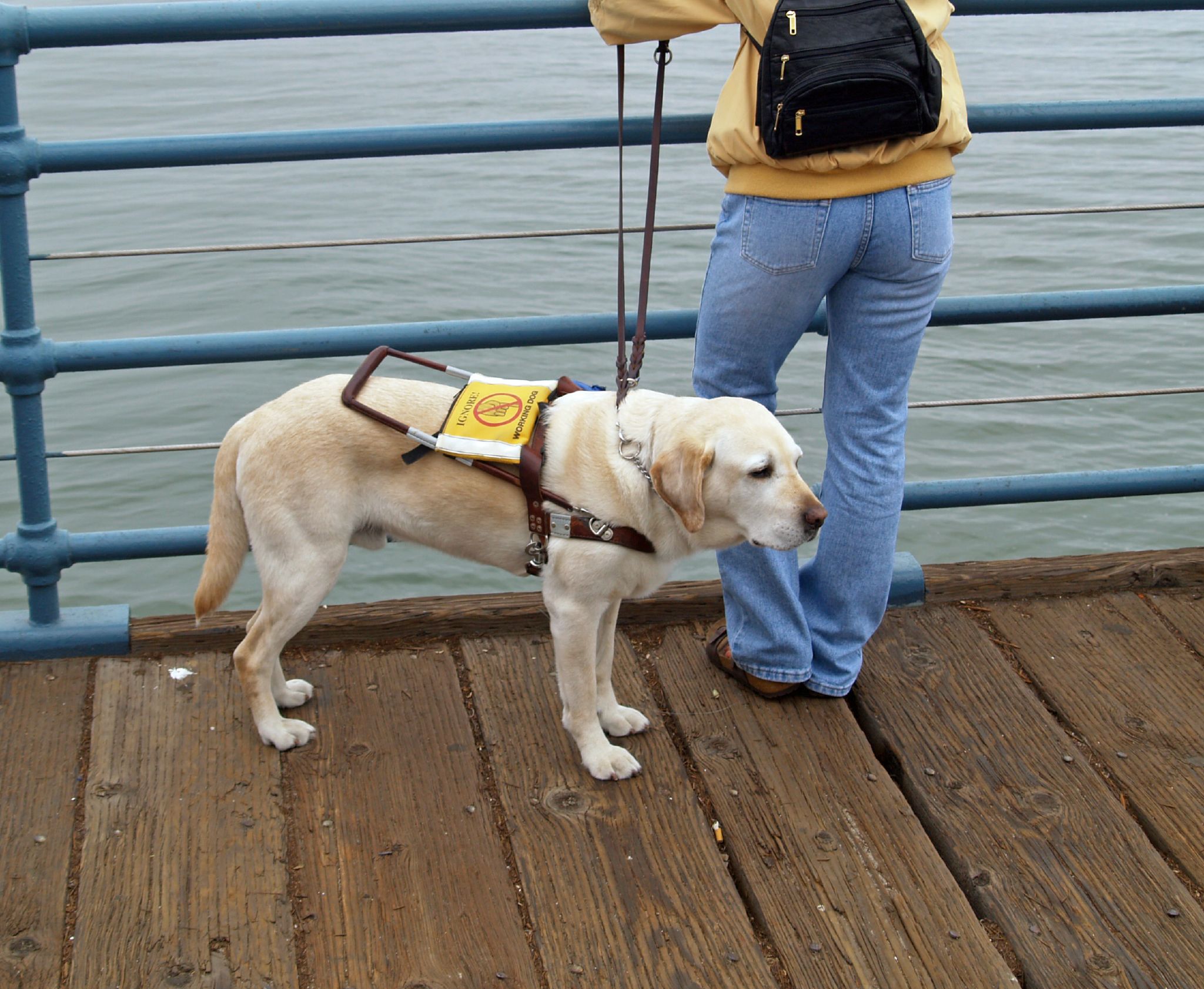 Yellow Labrador Retriever in a brown guide dog harness on a wooden boardwalk.