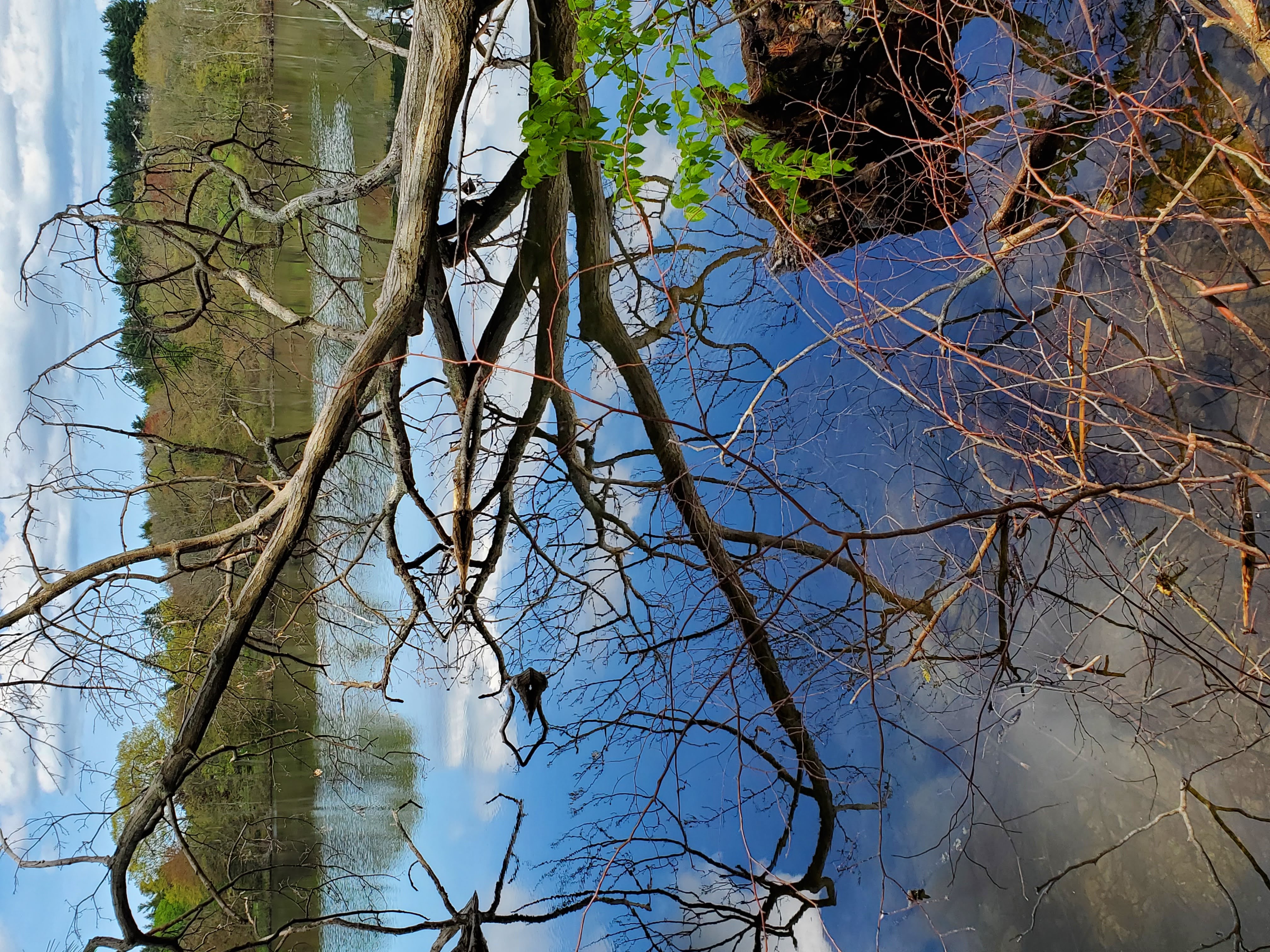 Calm lake with a fallen bare tree extending over the still water, surrounded by spring trees.