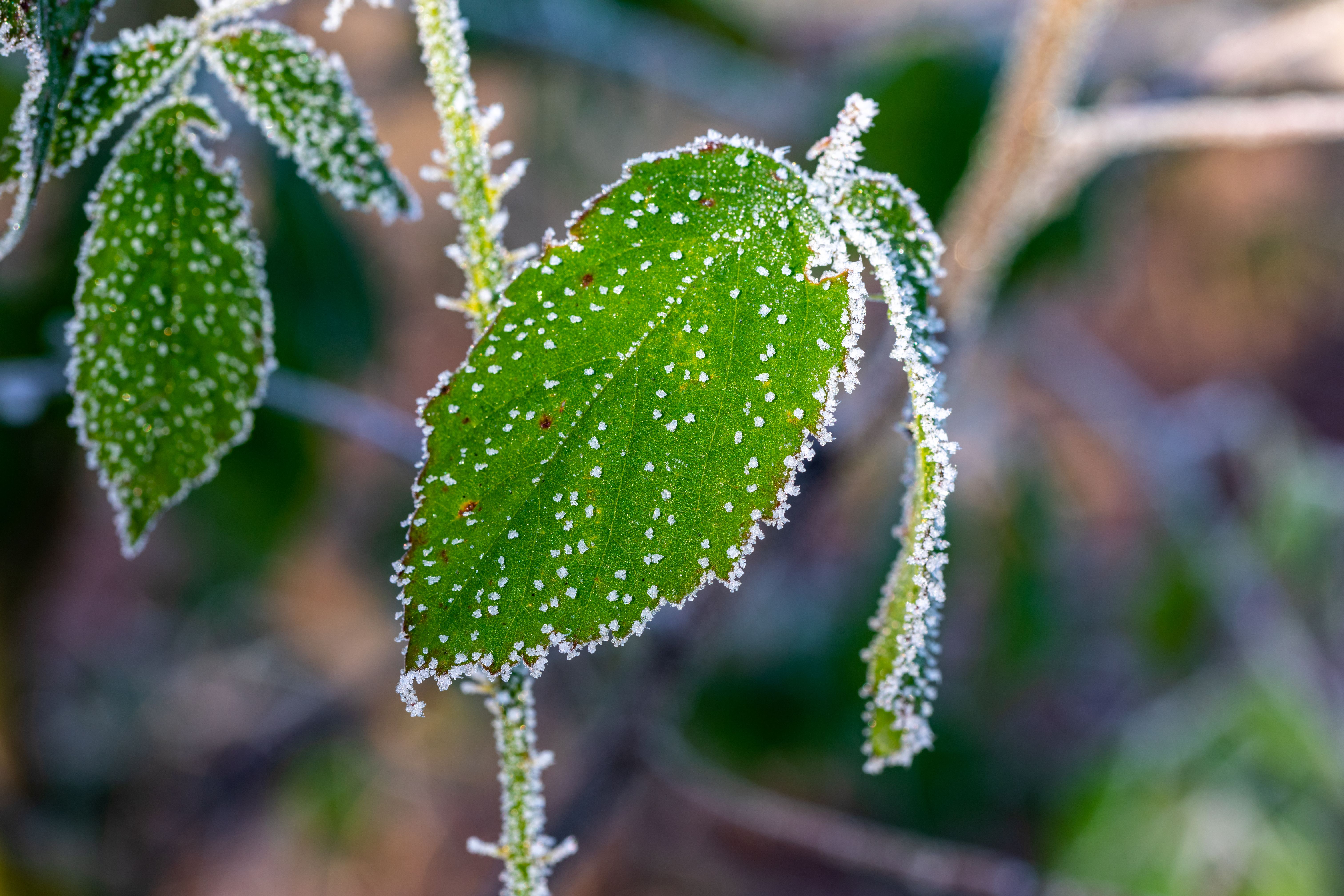 Green leaves covered in white frost crystals on a cold morning.