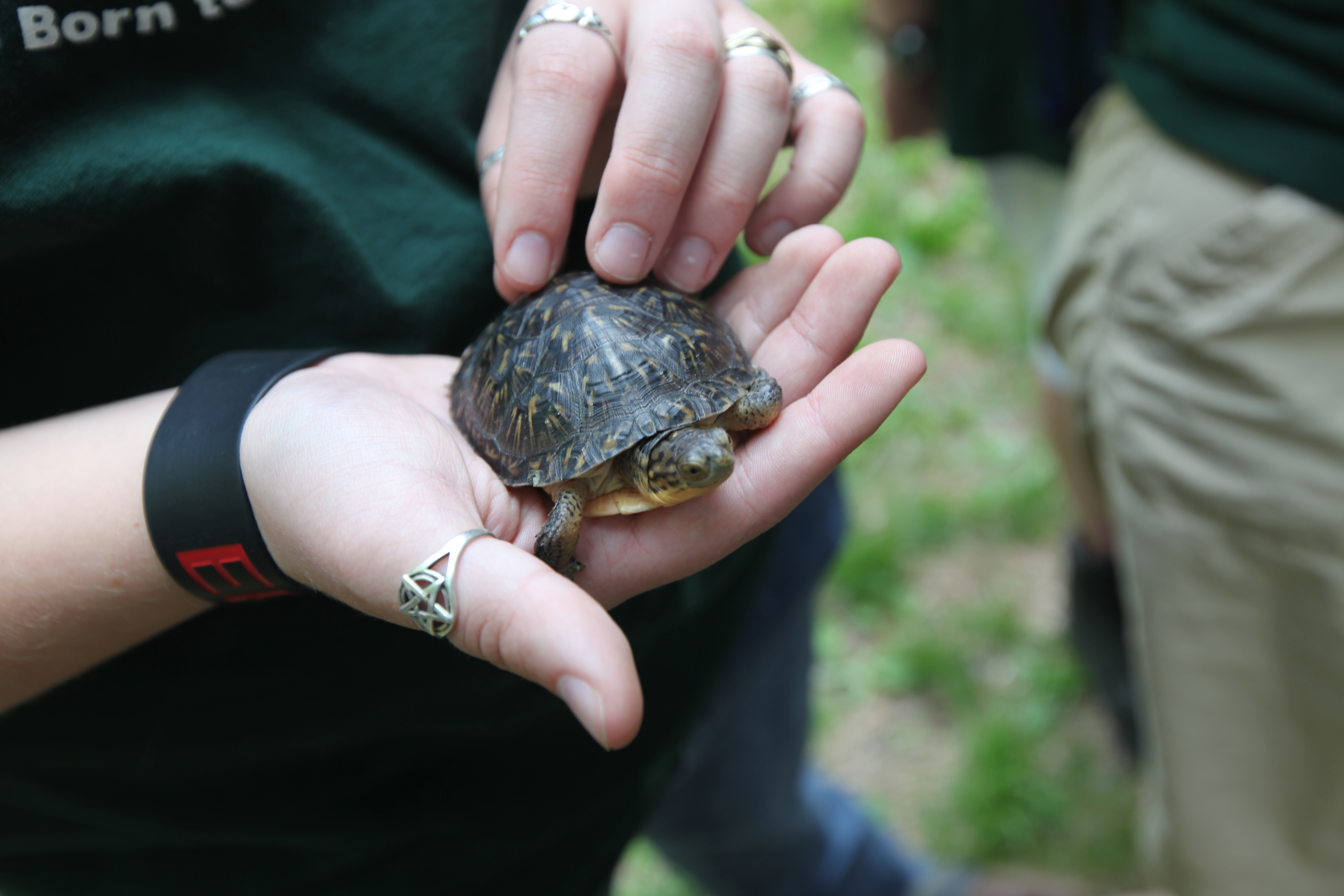 A small dark-shelled turtle resting in a person's cupped hands outdoors.