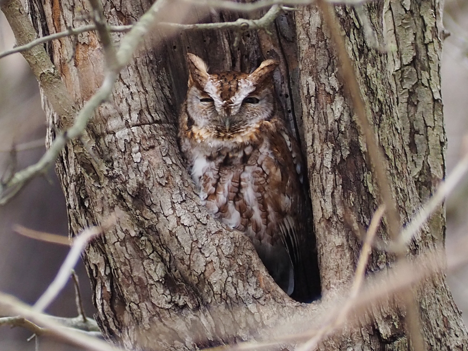 A small rufous-phase eastern screech owl peering out from a natural tree hollow.