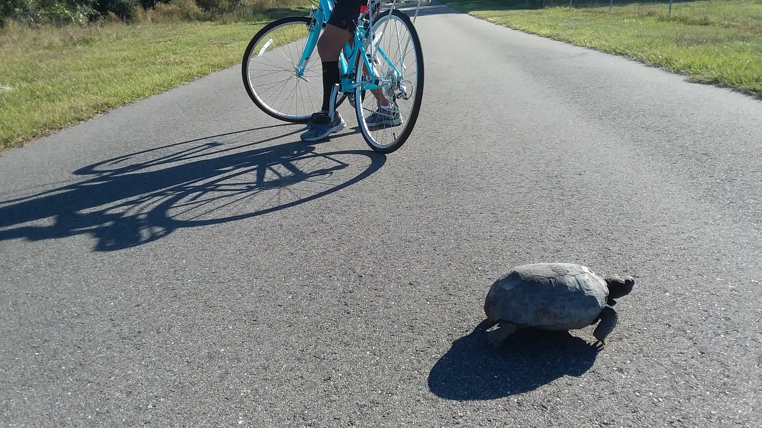 Cyclist on a paved bike trail with a turtle crossing the path.