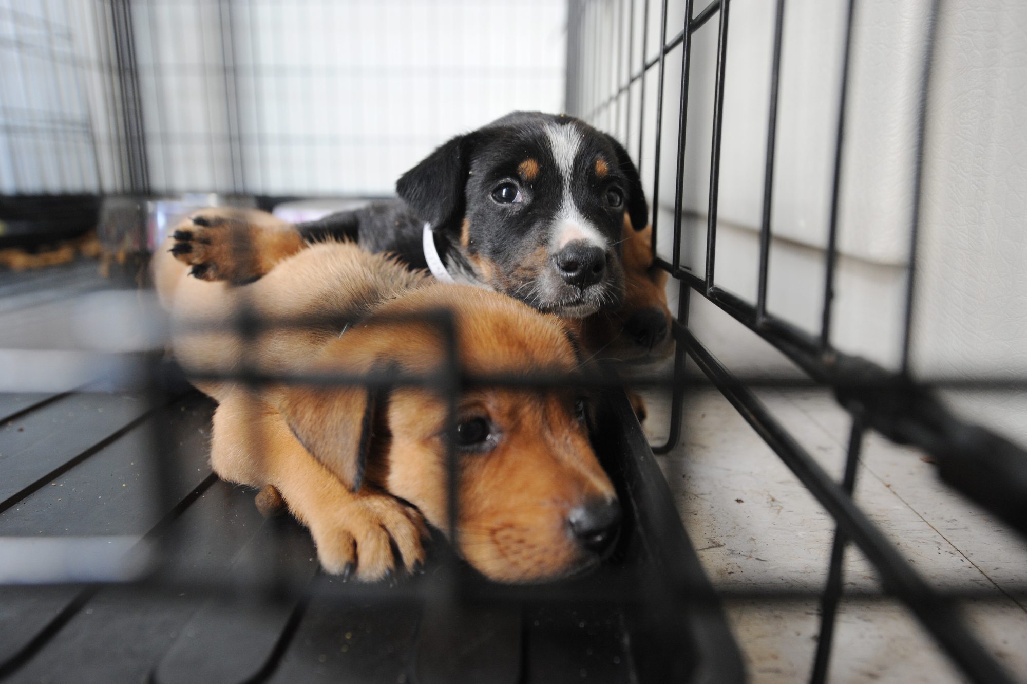 Galveston Island, TX, September 17, 2088 -- Dogs displaced by Hurricane Ike are sheltered at the local center set up by the Humane Society.
Jocelyn Augustino/FEMA
