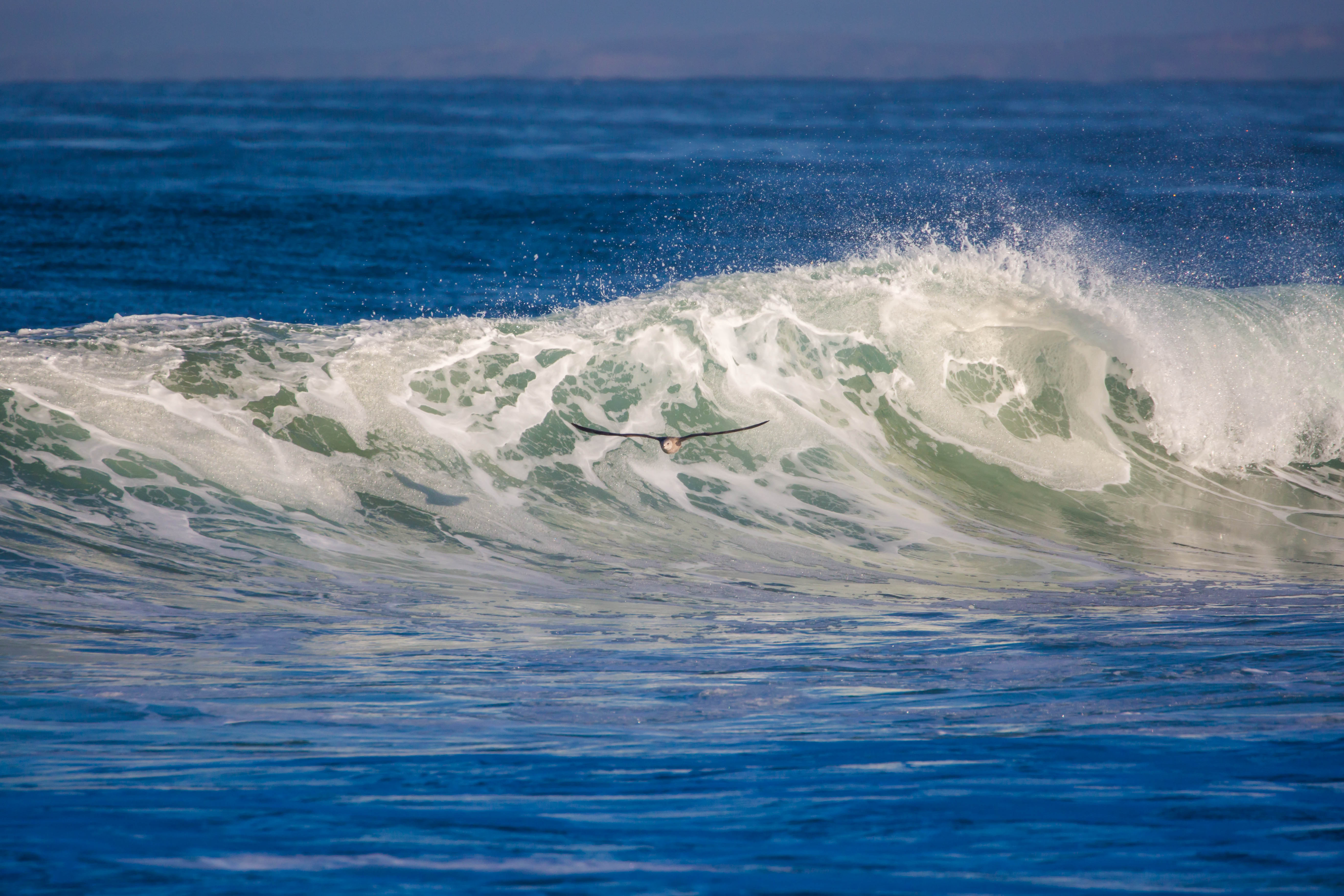 A large breaking ocean wave with white foam and a seabird flying low over the water.