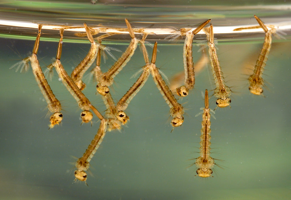 Mosquito larvae hanging at the surface of standing water in a clear container, viewed from below.