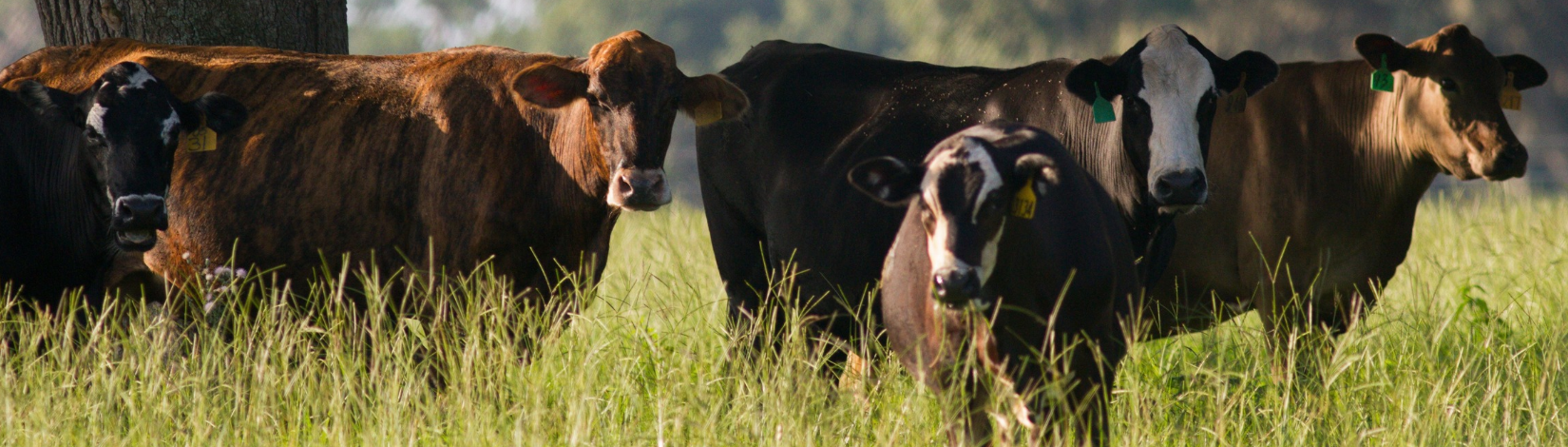 Four dark-colored beef cattle with yellow ear tags standing in tall green grass.