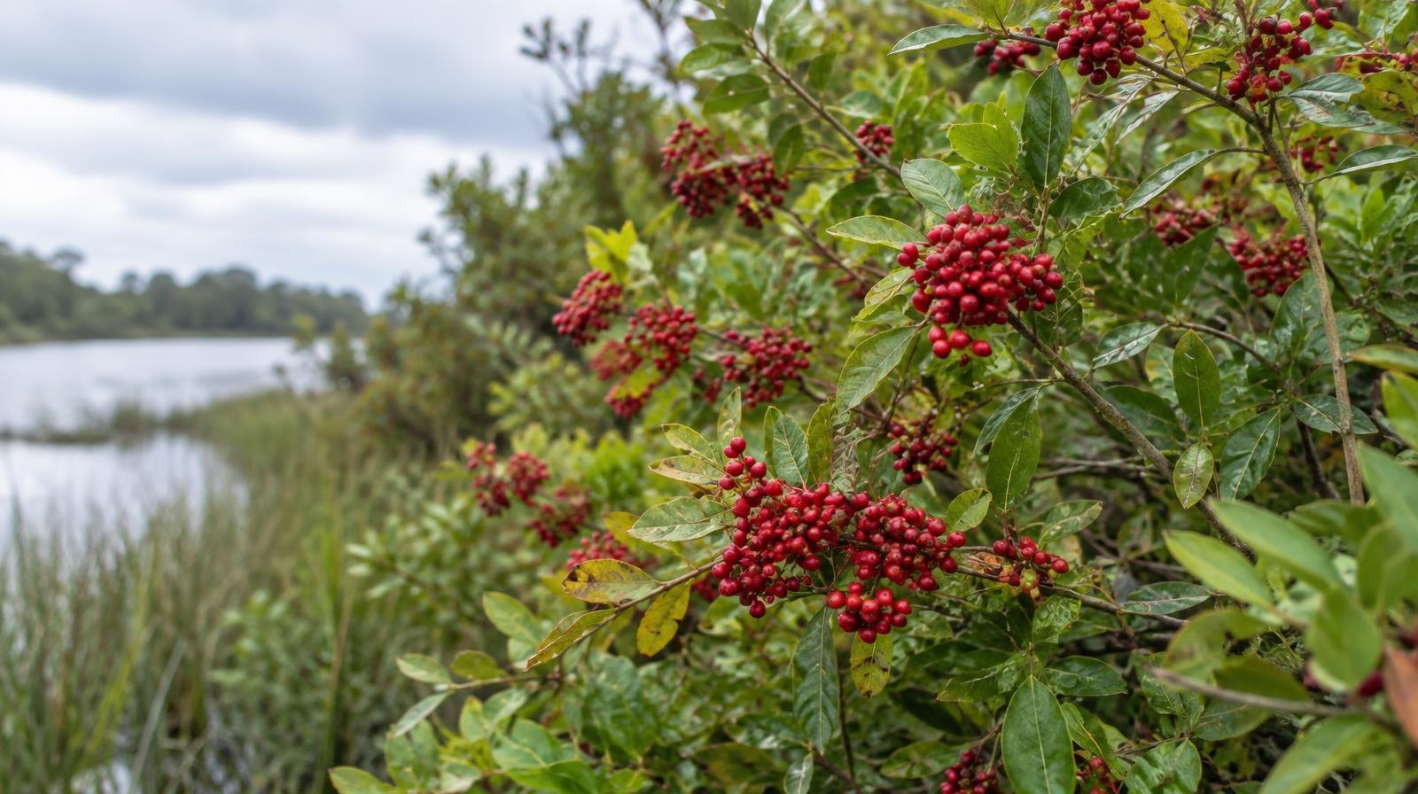 Dense thicket of shrubs with red berries growing along a marshy waterway.