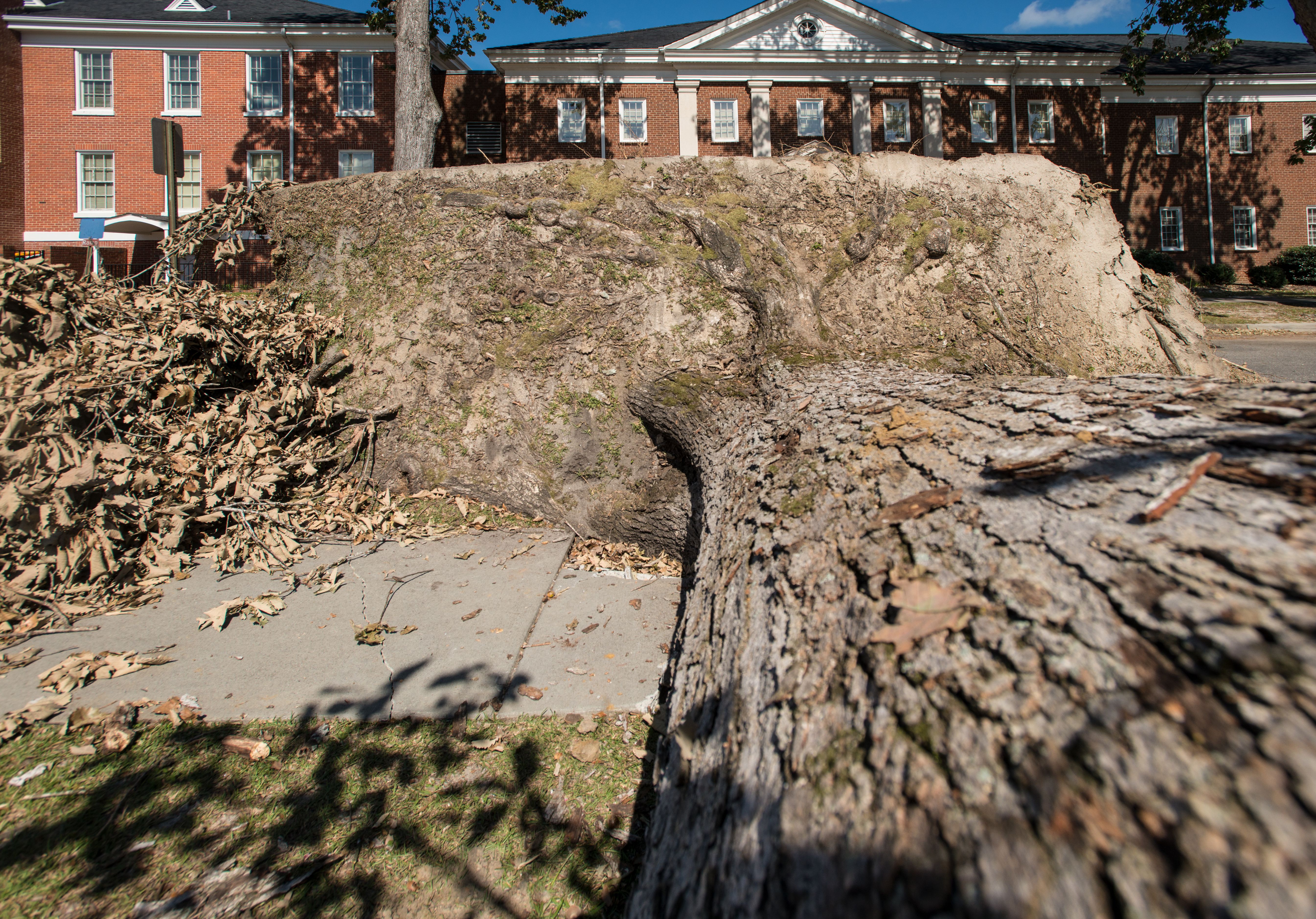 A large tree uprooted and toppled, its root ball exposed, beside a brick building.