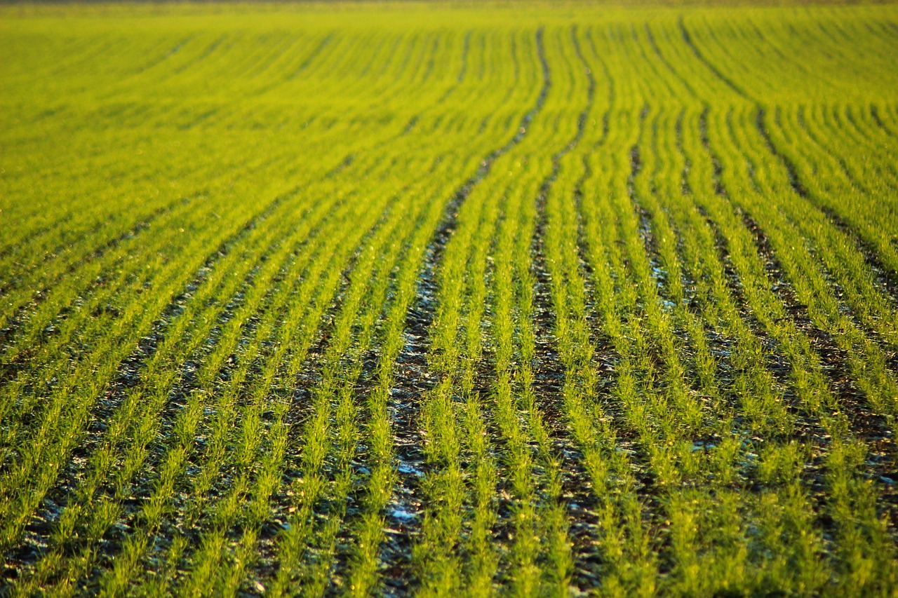 Furrow, field, plants, nature, wheat, ground, agriculture, farmer, crop, arable, acre, soil, landscape, rural, farm, fie