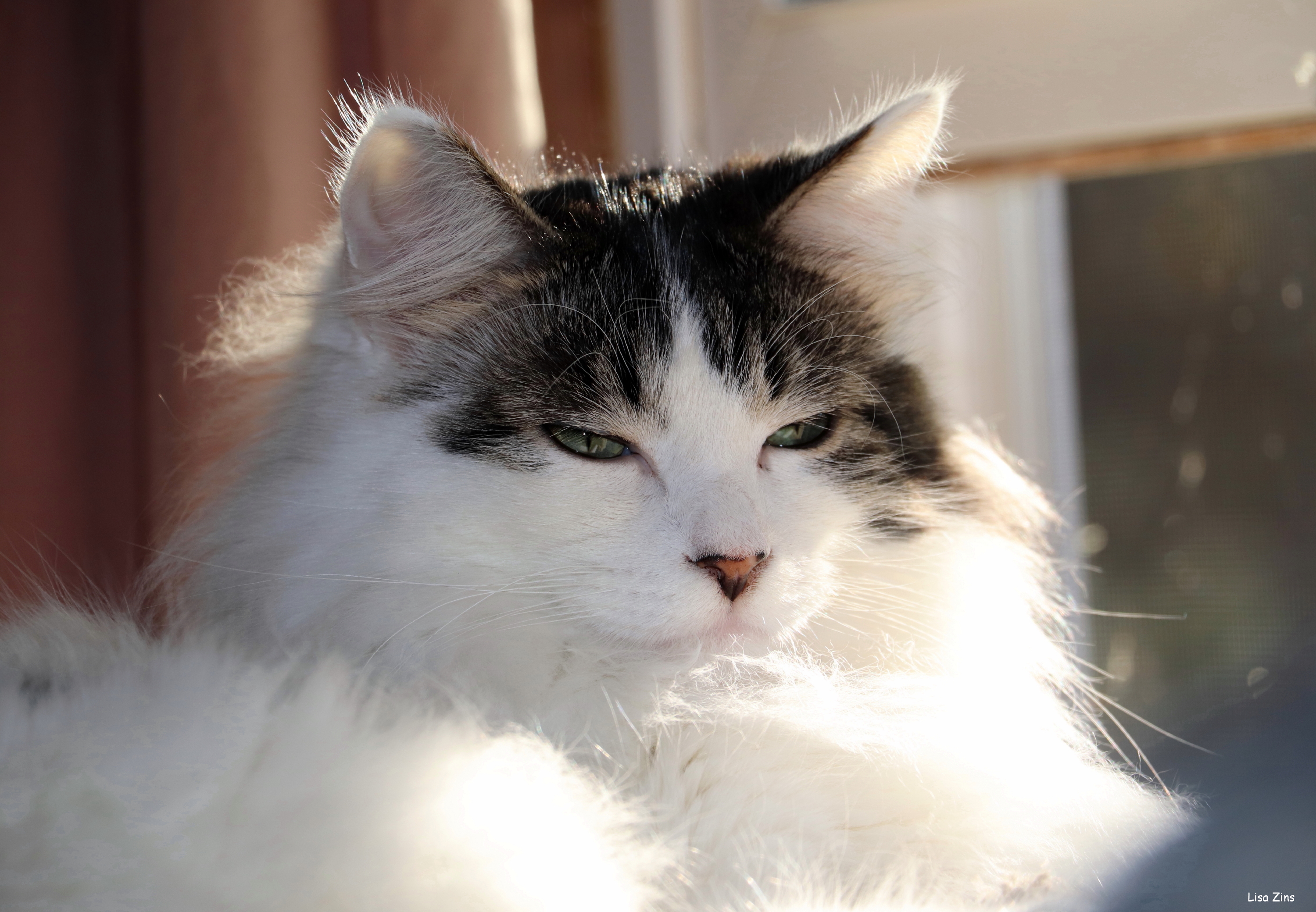A fluffy white and gray cat with green eyes rests in bright sunlight near a window.