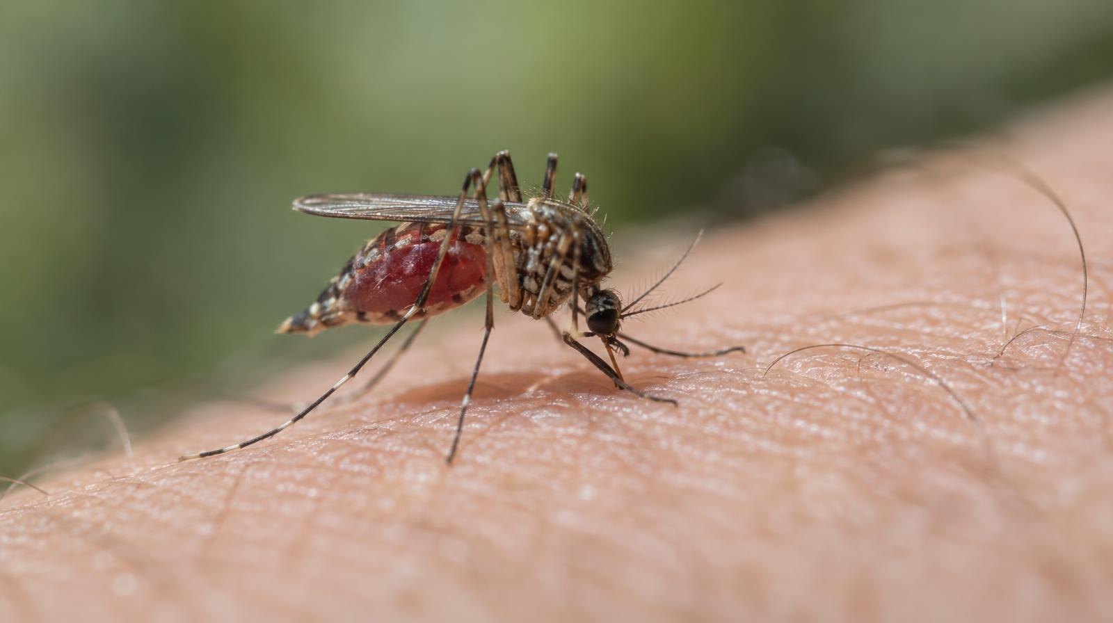 Extreme macro close-up of a single mosquito resting on skin.