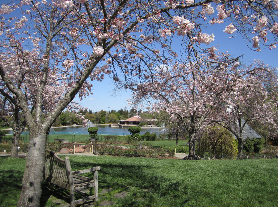 Cherry blossom trees in bloom beside a pond with a pavilion visible in the background.