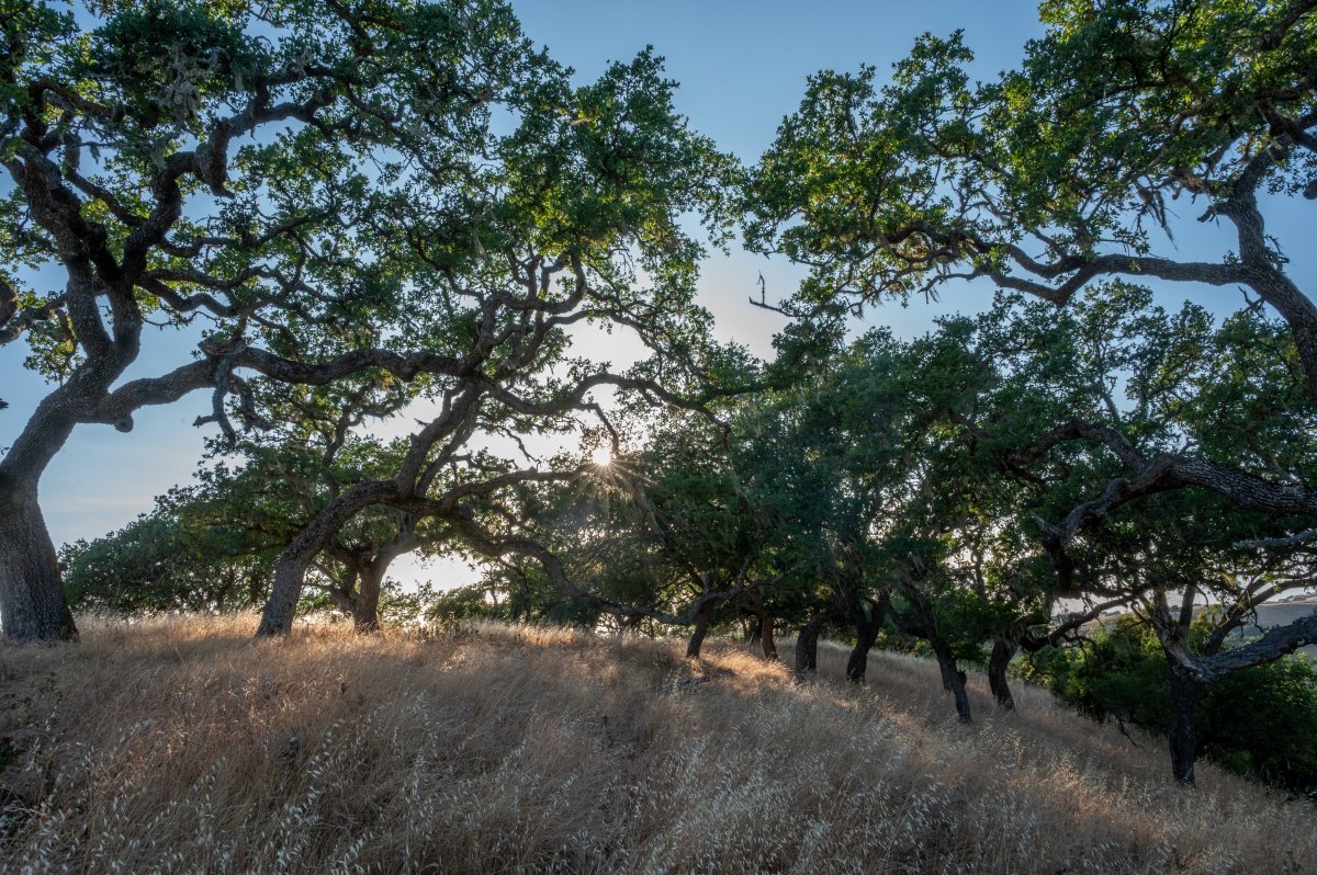 Gnarled oak trees with spreading canopies over dry golden grass on a sunlit hillside.