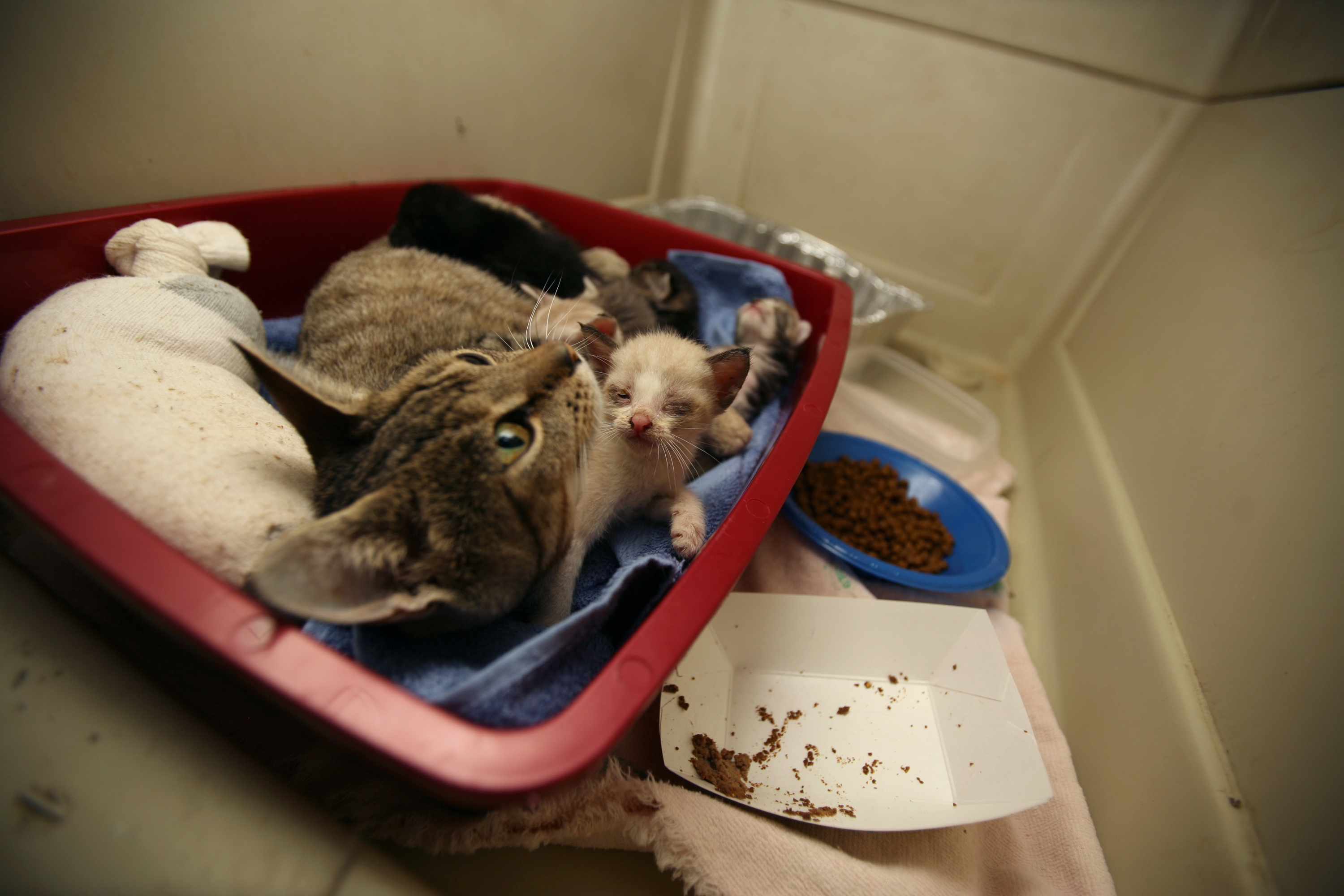 A tabby cat rests in a lined tray with newborn kittens in a shelter setting.