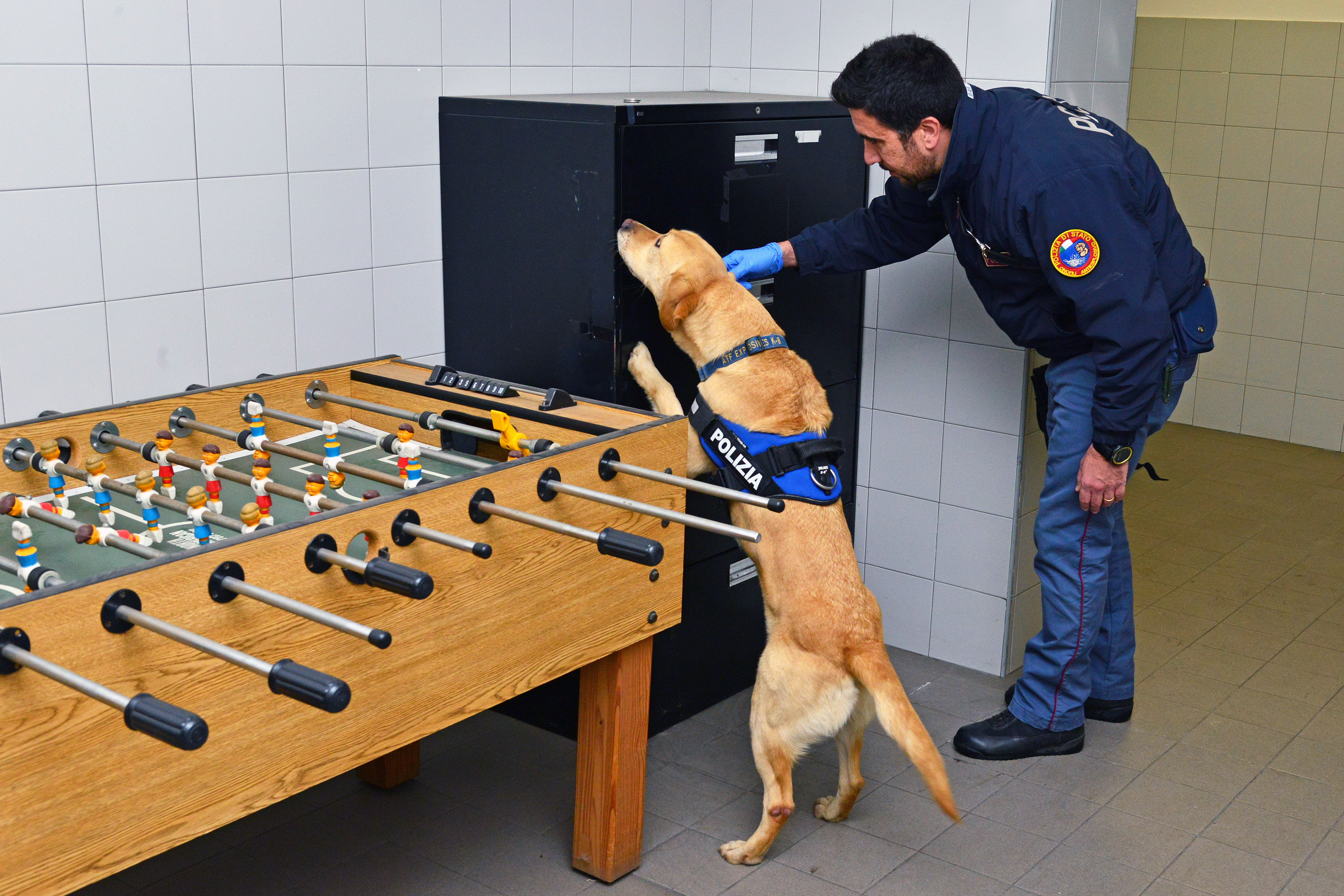 A dog in a police harness sniffs a cabinet while a uniformed handler guides it indoors.