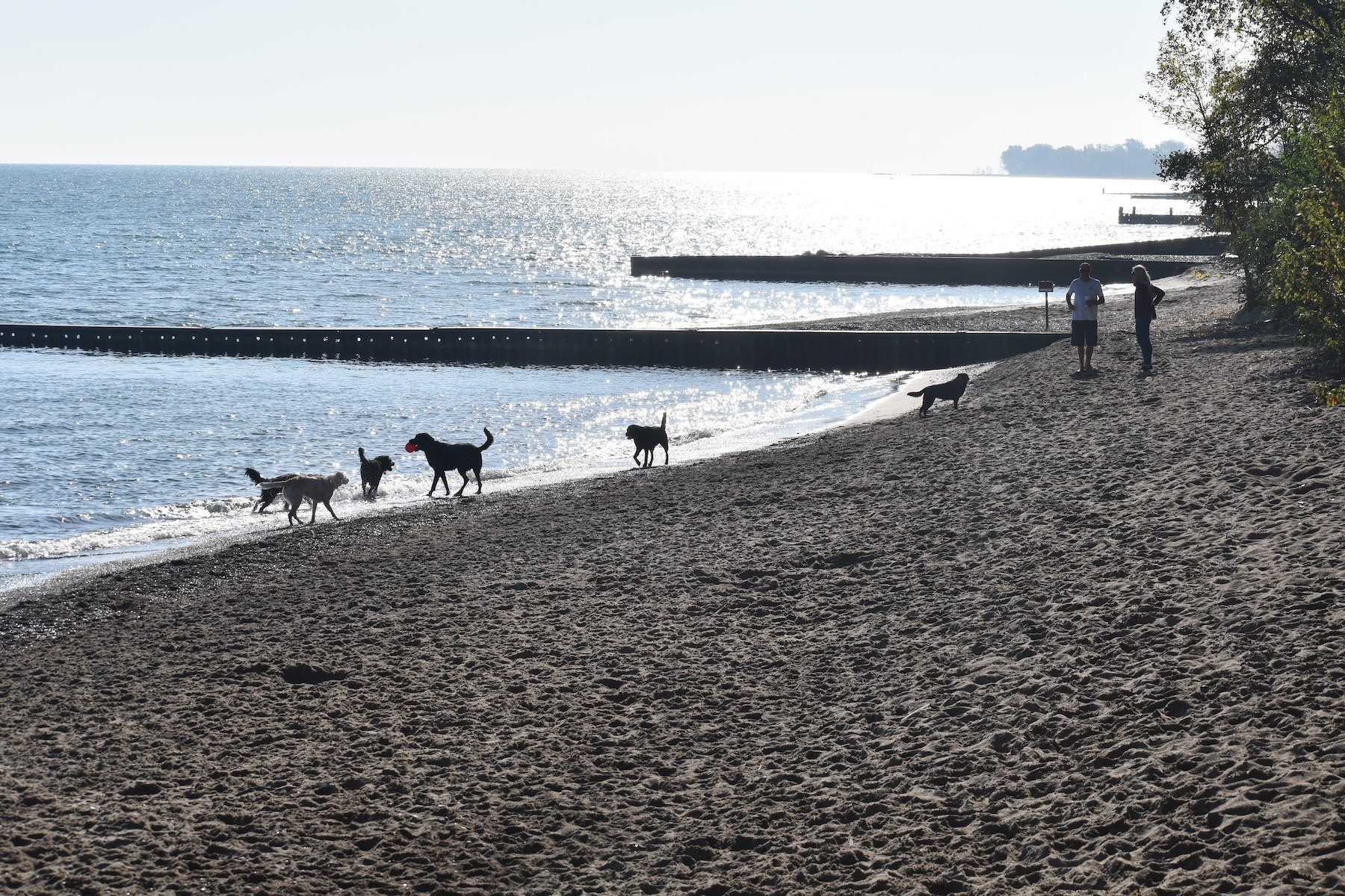 Several dogs walking and running off-leash on a sandy beach near the water's edge.