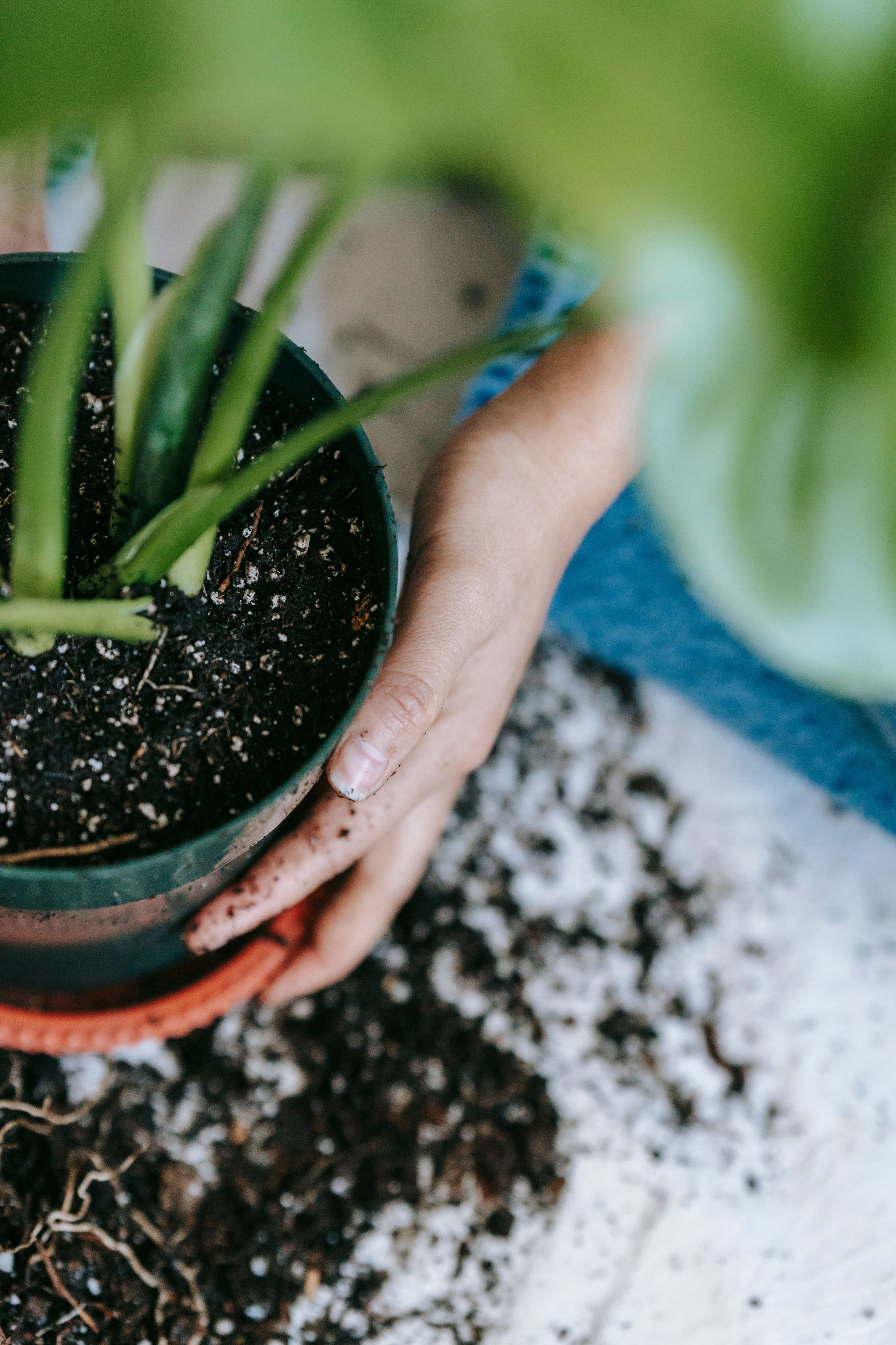 From above of crop unrecognizable female transplanting green plant in flowerpot with soil while sitting on messy floor in room