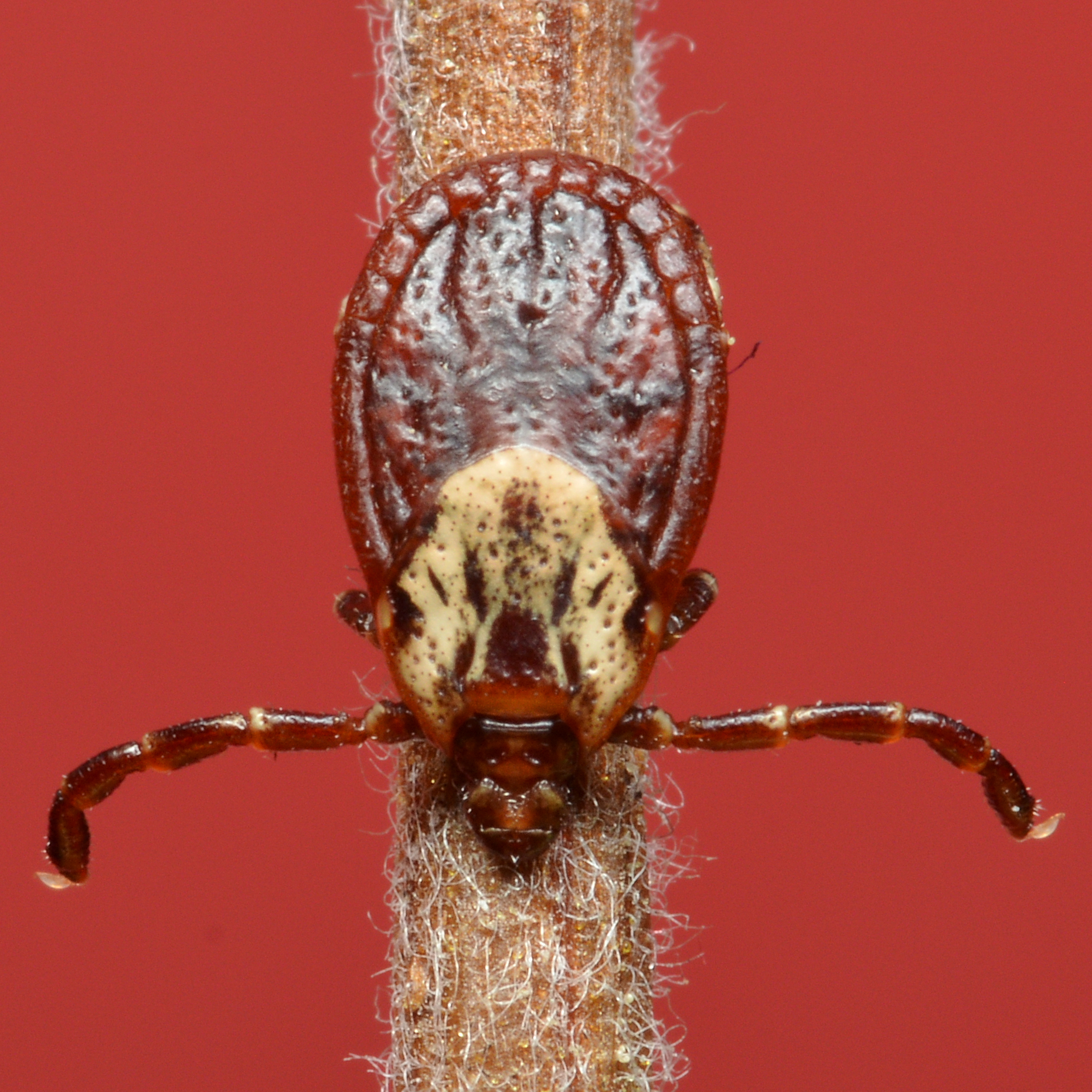 Close-up macro photo of a tick clinging to a fuzzy plant stem.