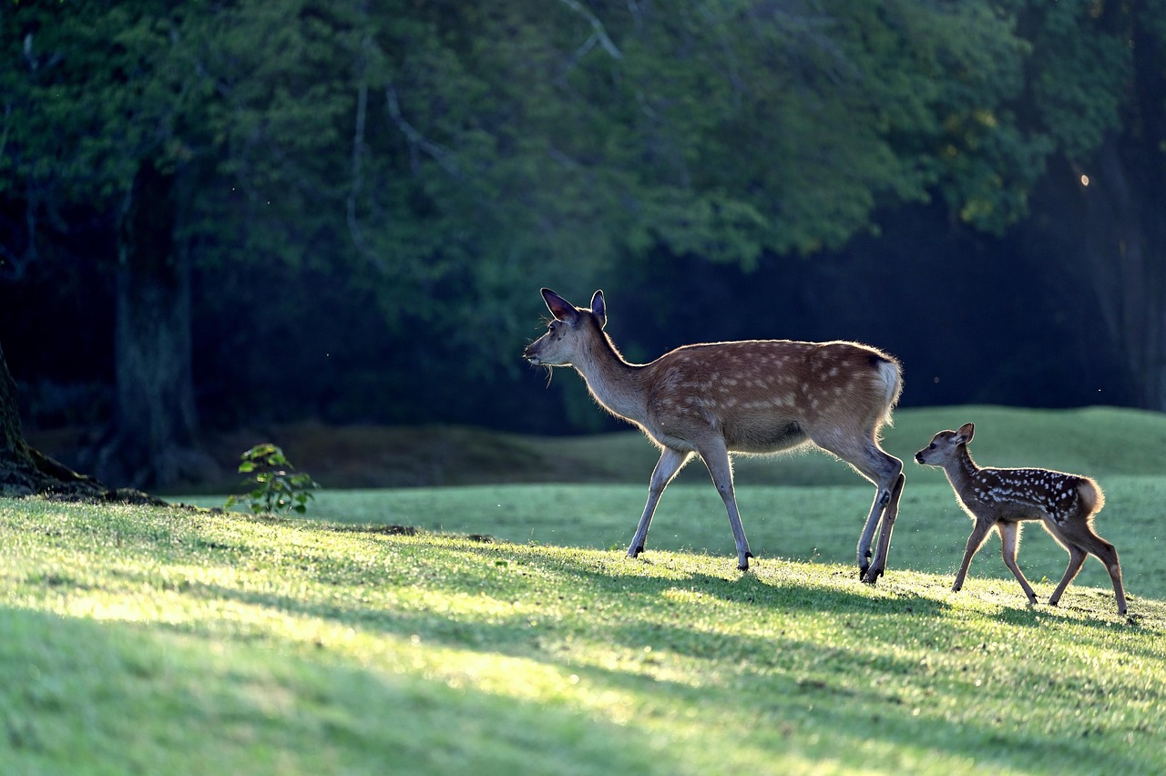 A male white-tailed deer walks in green grass.