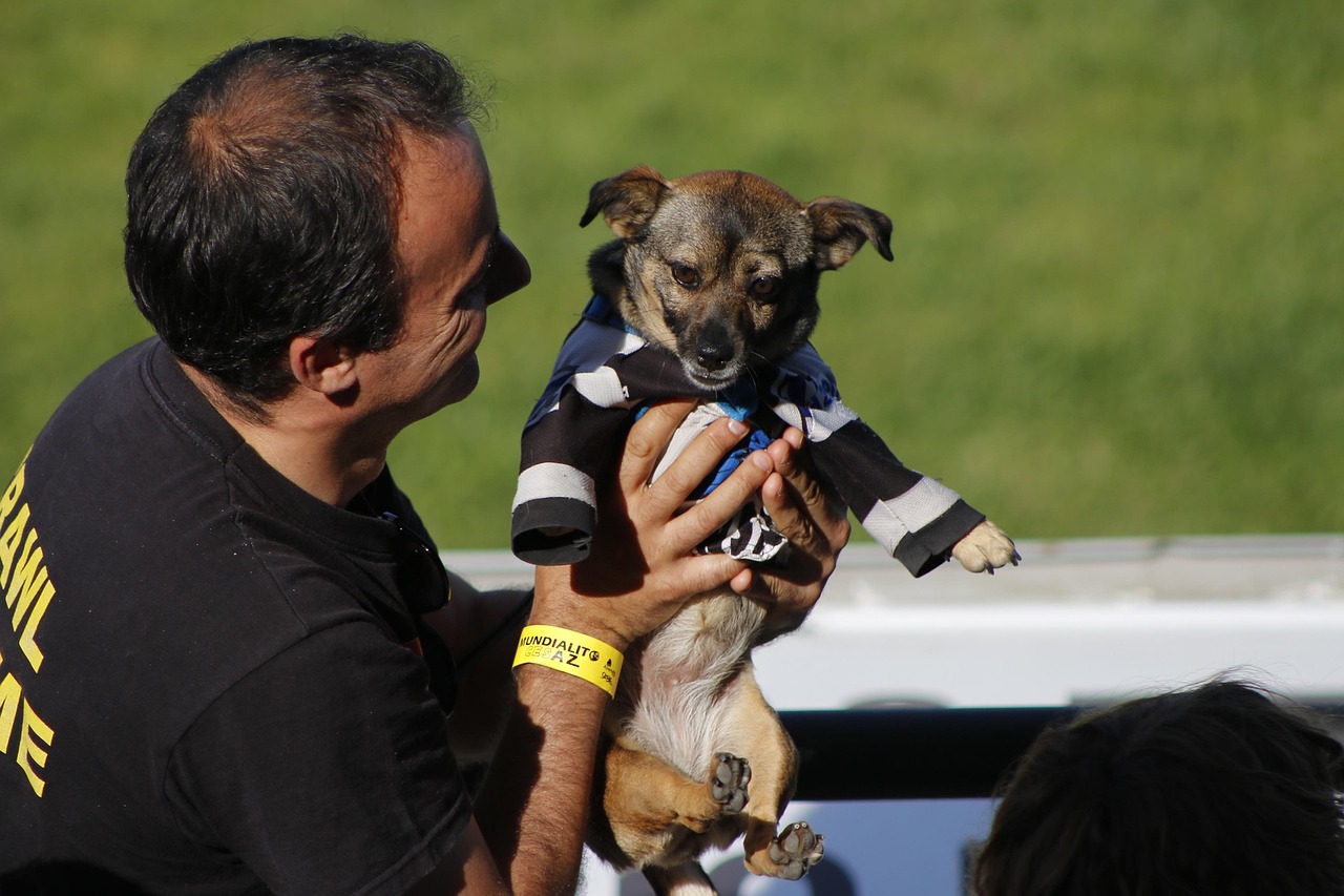 Adept, fan, pet, cheerleader, football, supporter, dog, animal, dress