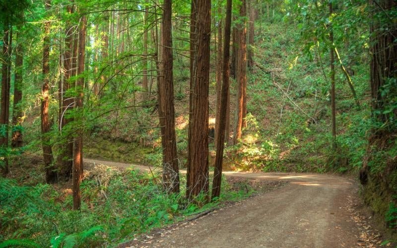 Unpaved dirt road curving through a dense redwood forest with ferns and dappled sunlight.