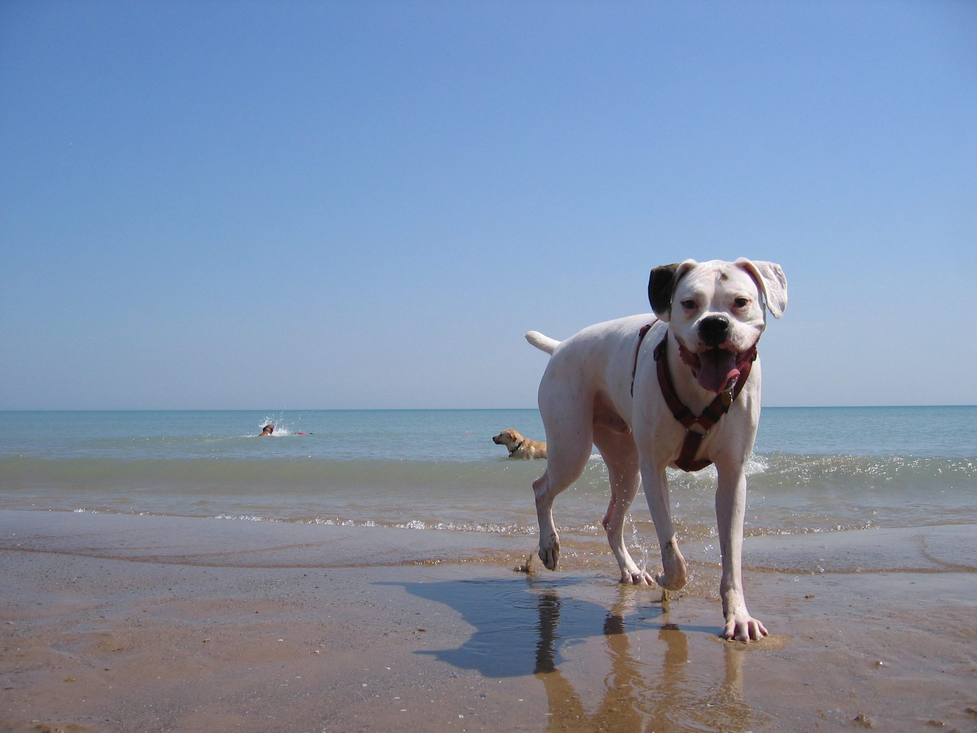 A Boxer named "Mr. Chompers" at the Evanston Dog Beach for his first Boxer Meetup group.