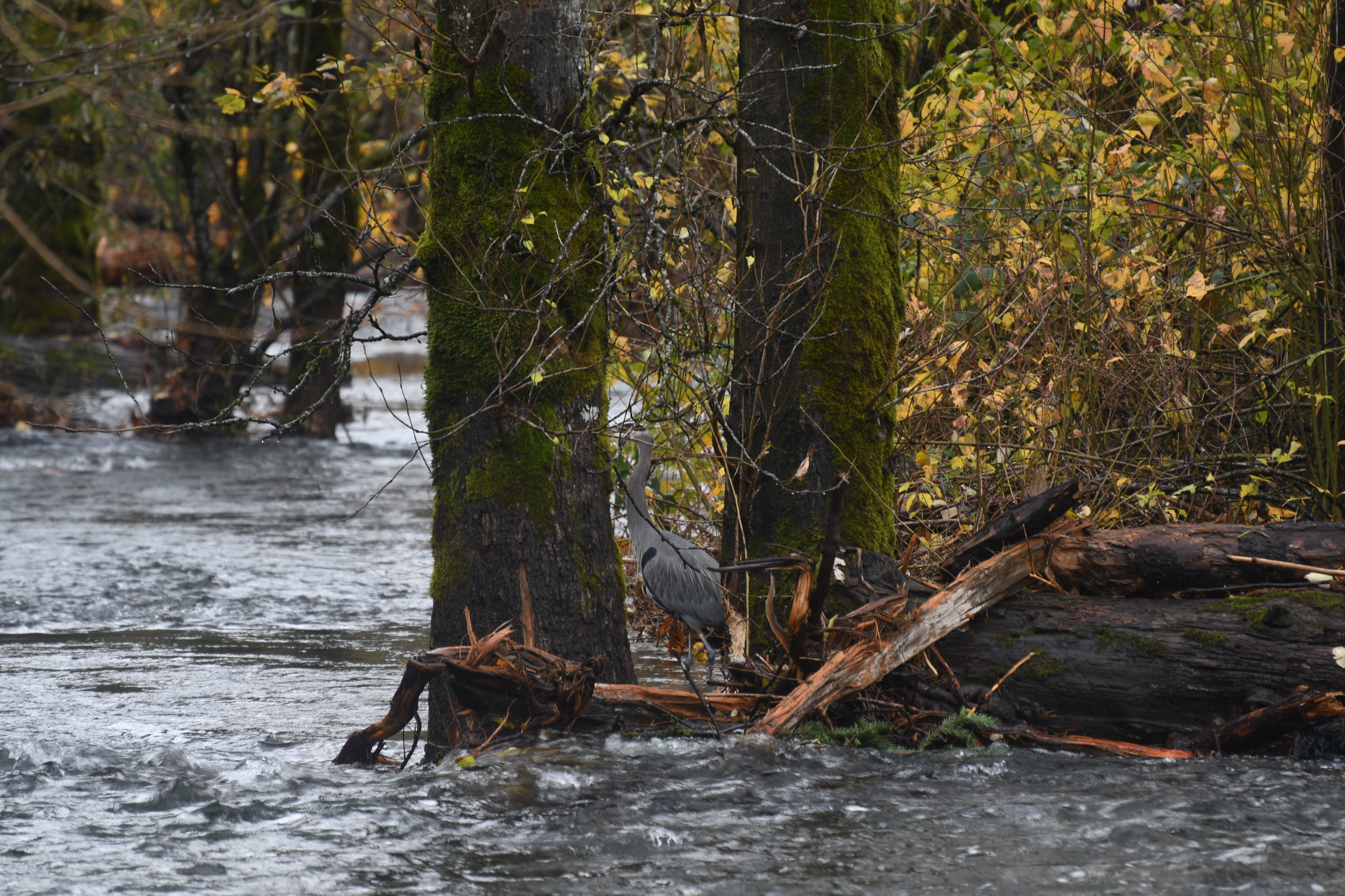 A great blue heron standing at a creek's edge among moss-covered trees and fallen logs.