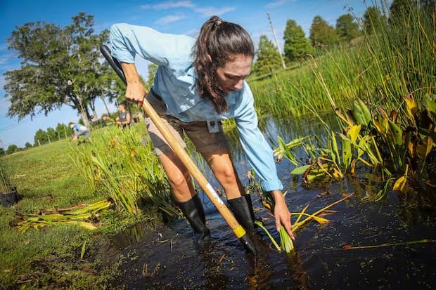 A woman in rubber boots stands in shallow water, using a long-handled tool to manage aquatic plants.
