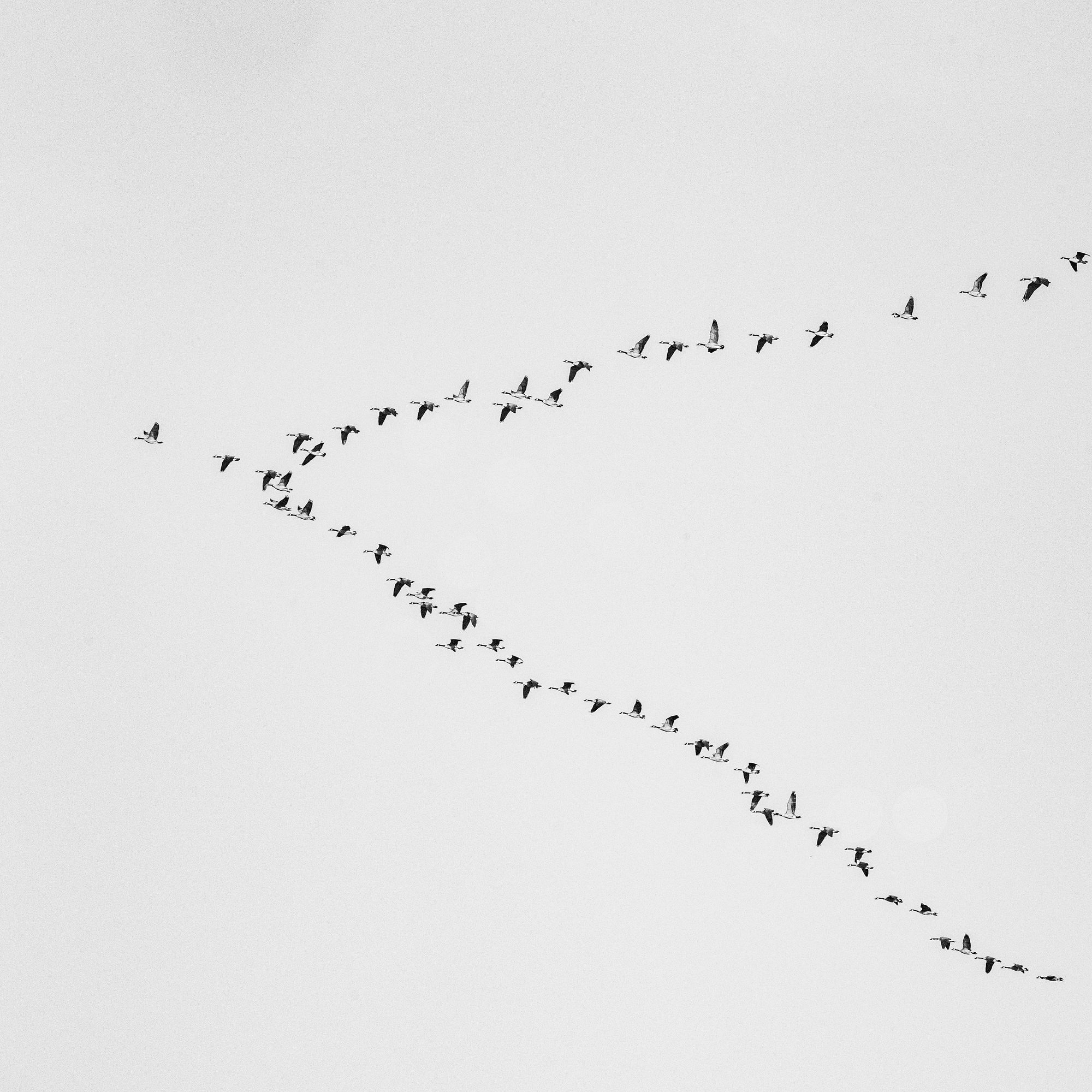 A flock of birds flying in a distinct V formation against a clear sky, symbolizing migration.