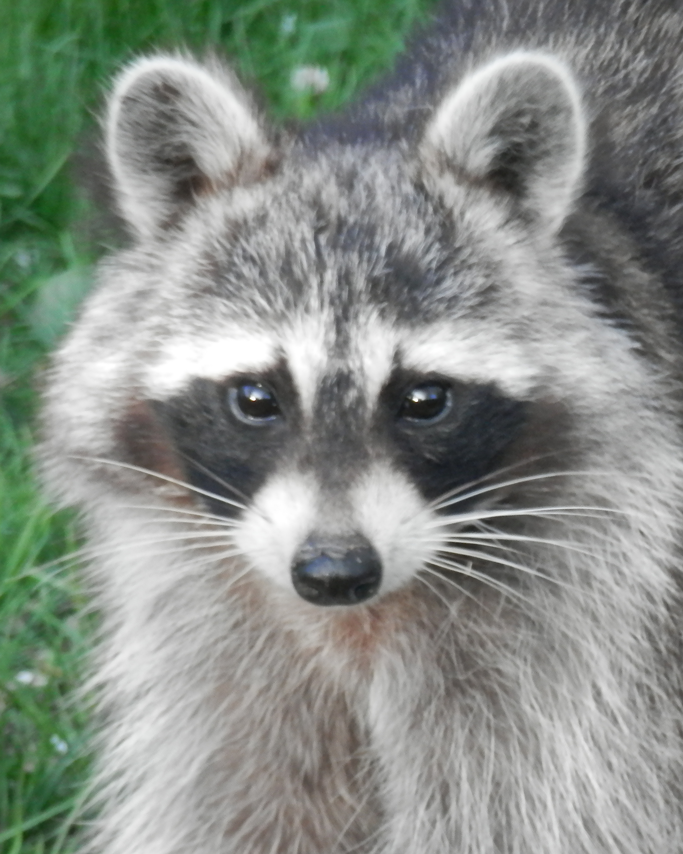 A raccoon with a black facial mask looks directly at the camera.