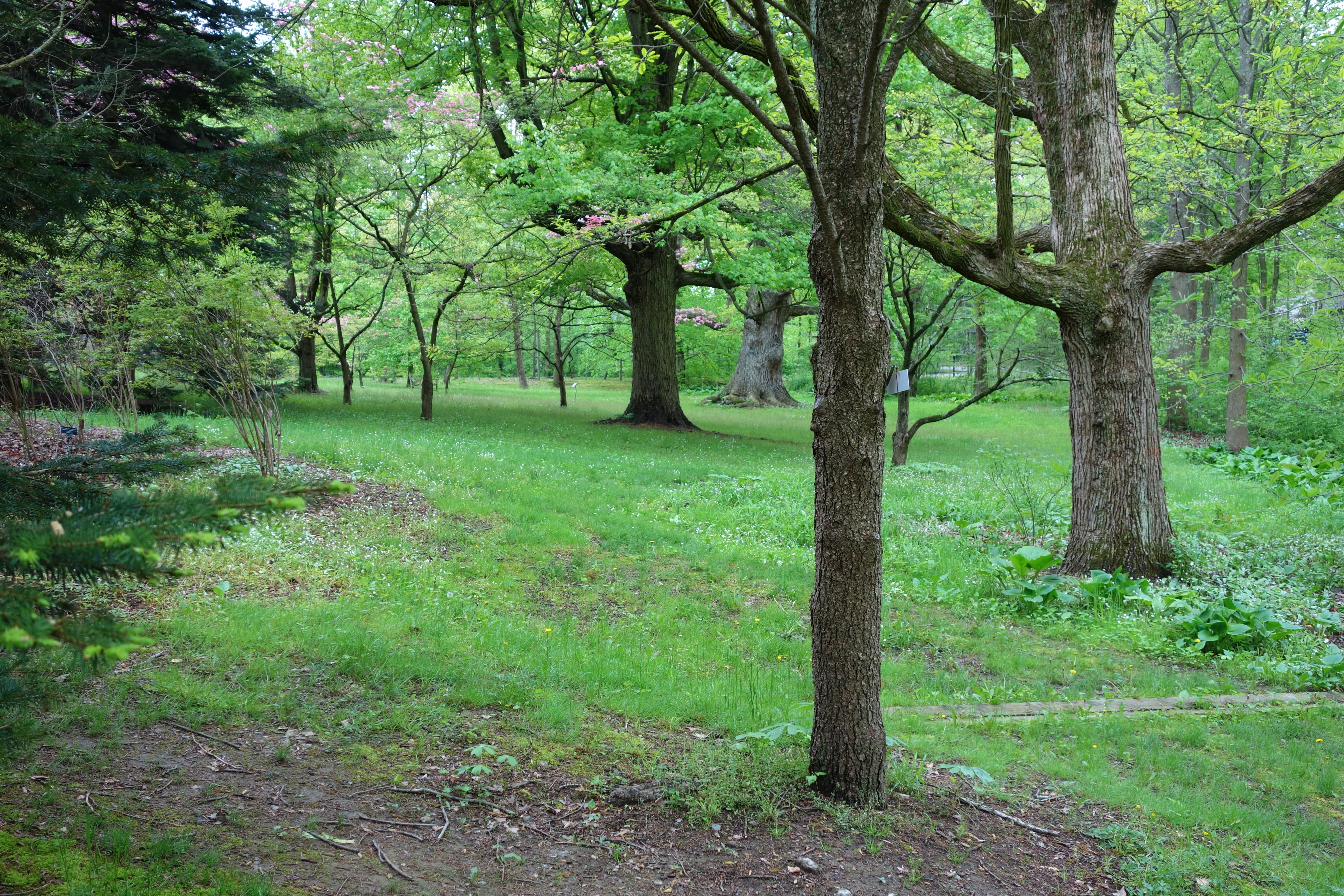 A dirt path winds through mature trees and open grassy areas in a woodland arboretum.