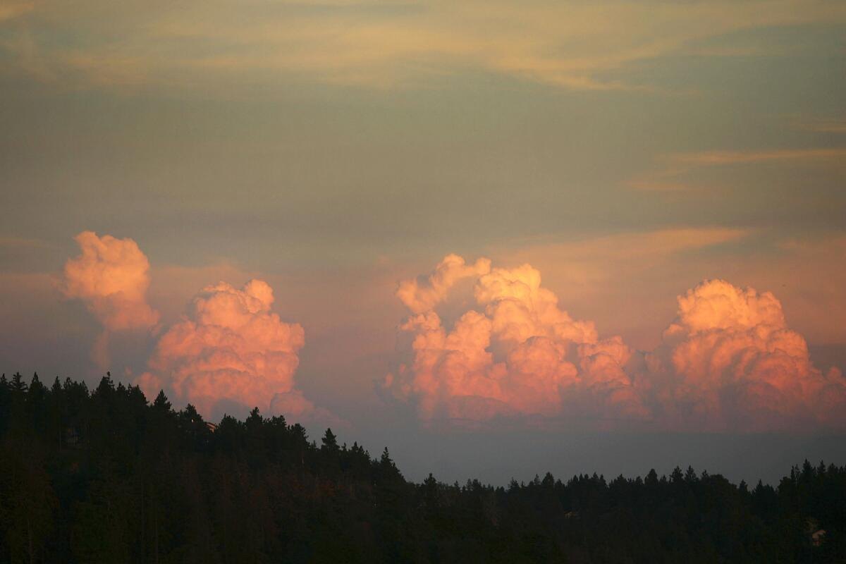 Large cumulus thunderhead clouds illuminated by sunset light rising above a silhouetted treeline of evergreen forest.