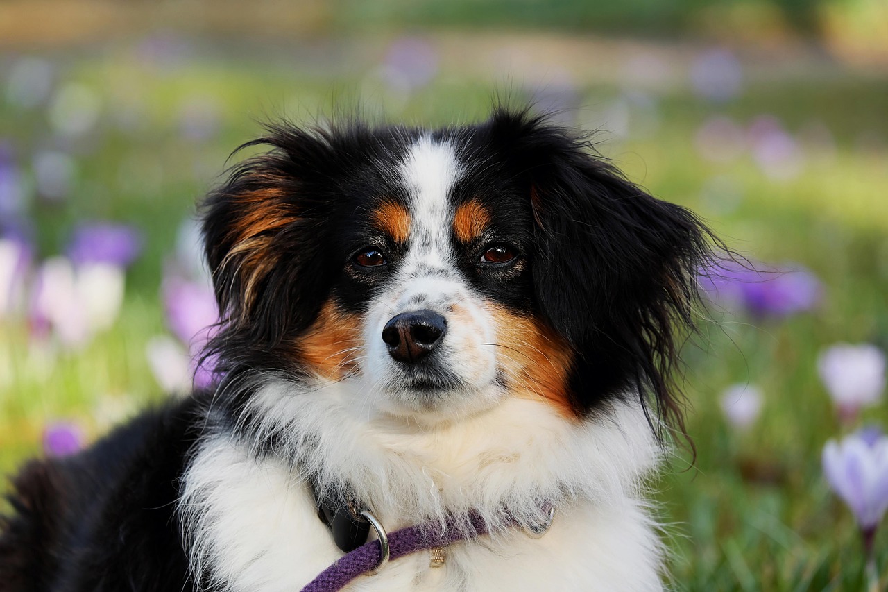 Australian shepherd, dog, animal, herding dog, pet, good-natured, protective, female dog, purebred dog, animal portrait,