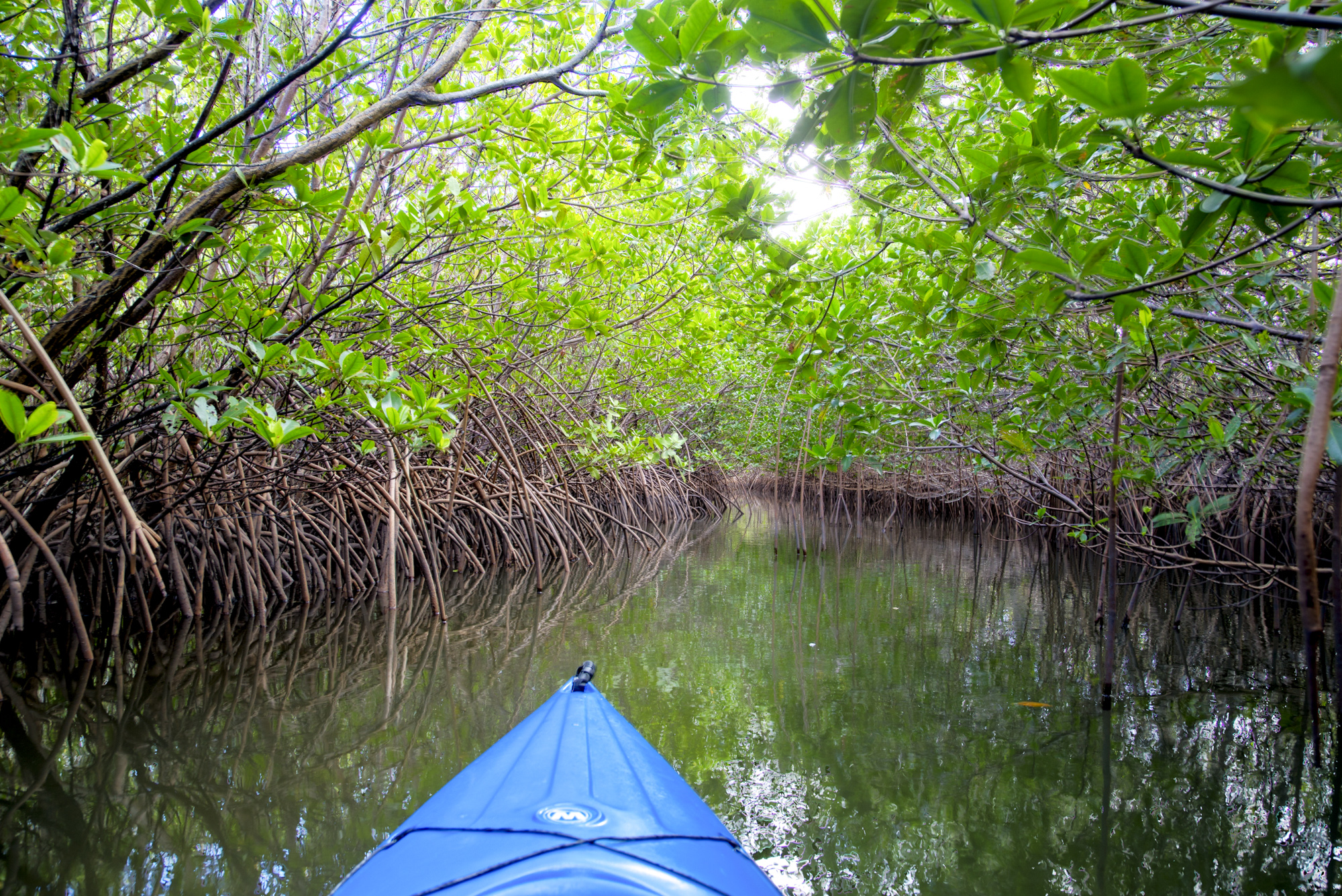 The bow of a blue kayak moving through a narrow, calm waterway under a tree canopy.