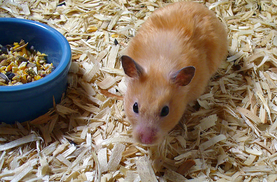 Peach, a female Syrian Hamster(Mesocricetus auratus).