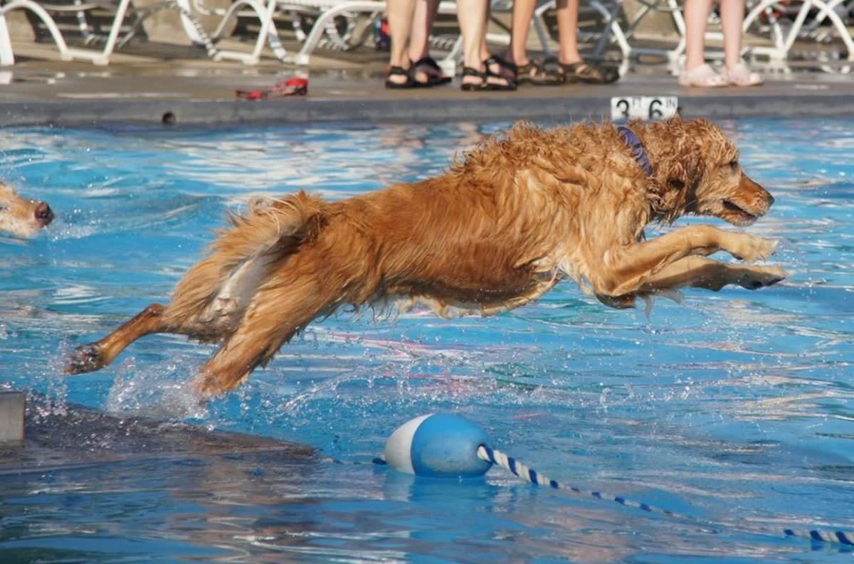 A golden retriever leaps mid-air over a pool lane divider into blue water.