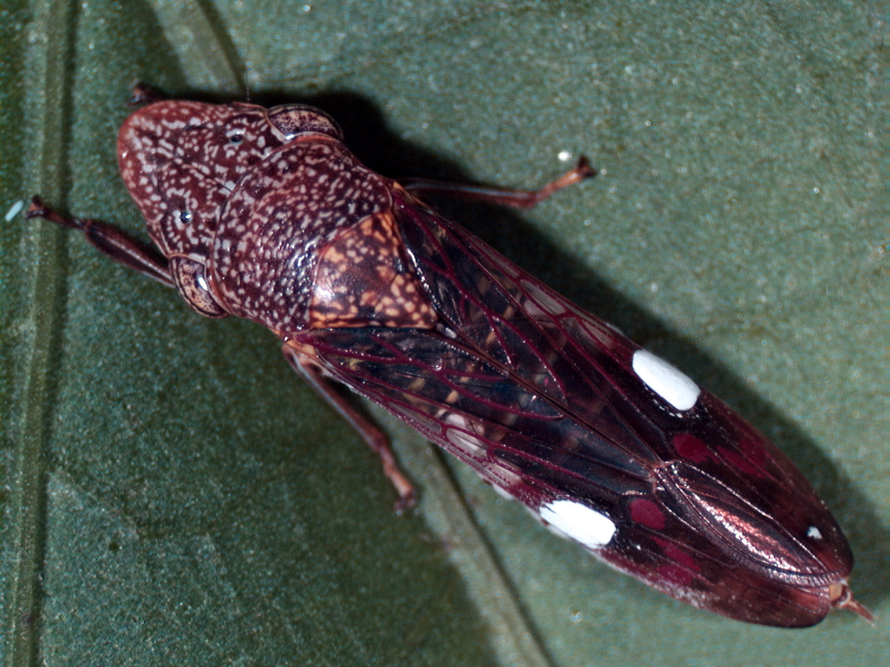 Close-up photograph of an adult glassy-winged sharpshooter insect.