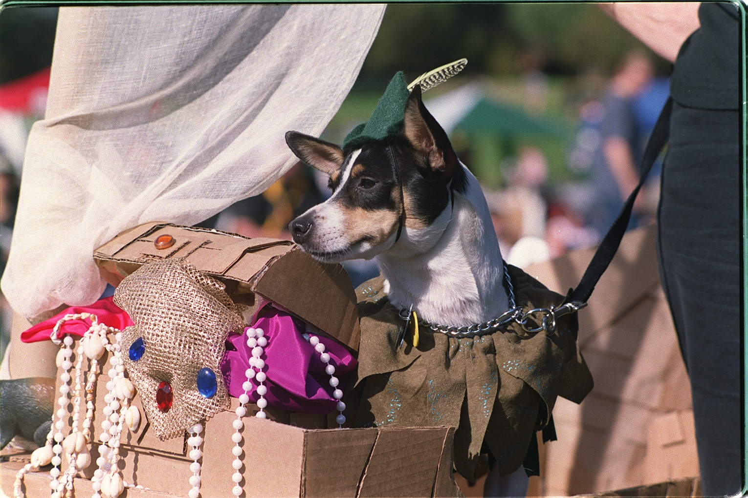 Small dog dressed in a costume sitting inside a decorated cardboard box at an outdoor event.