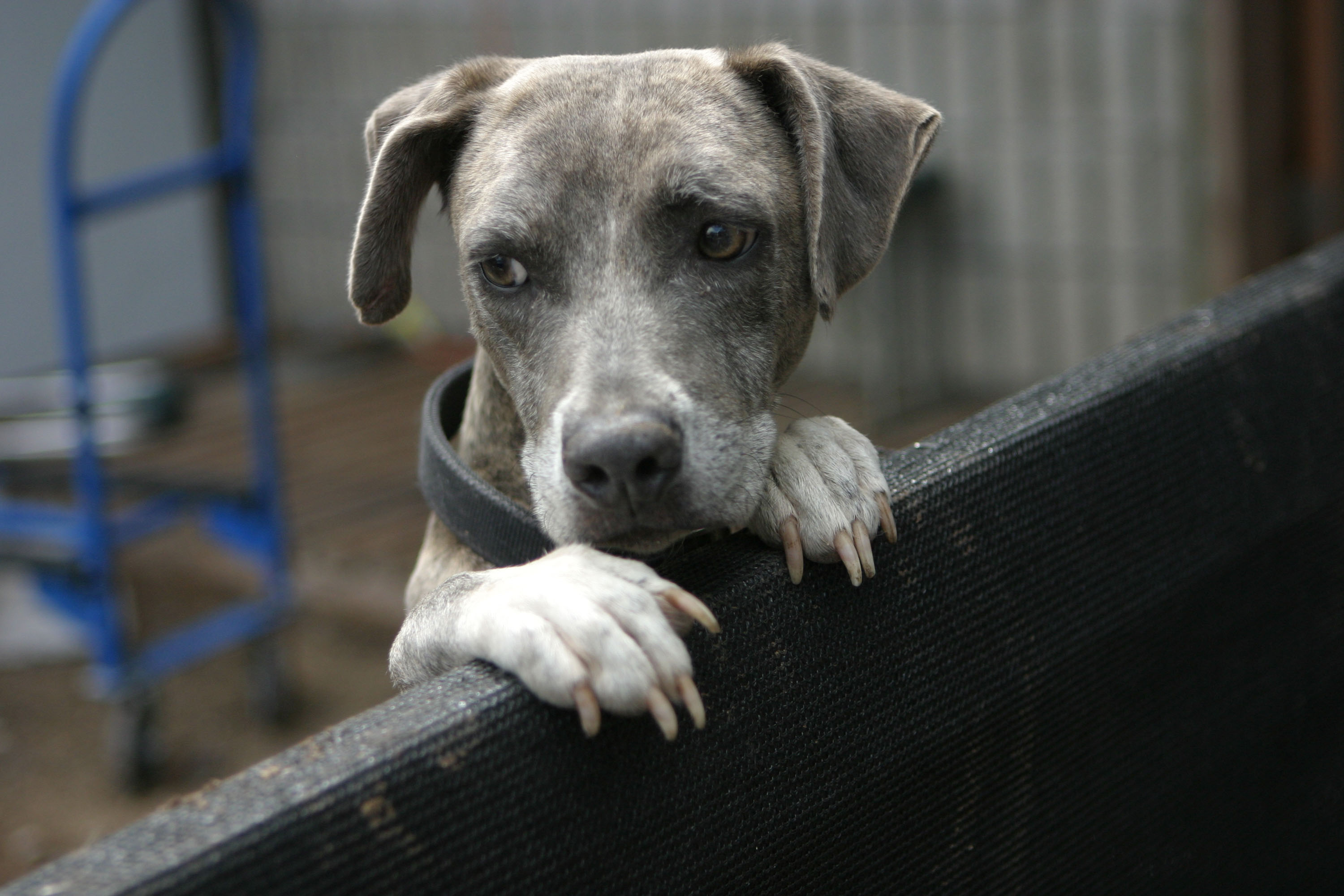 A gray brindle dog with white paws rests its front legs over a kennel wall, looking at the camera.