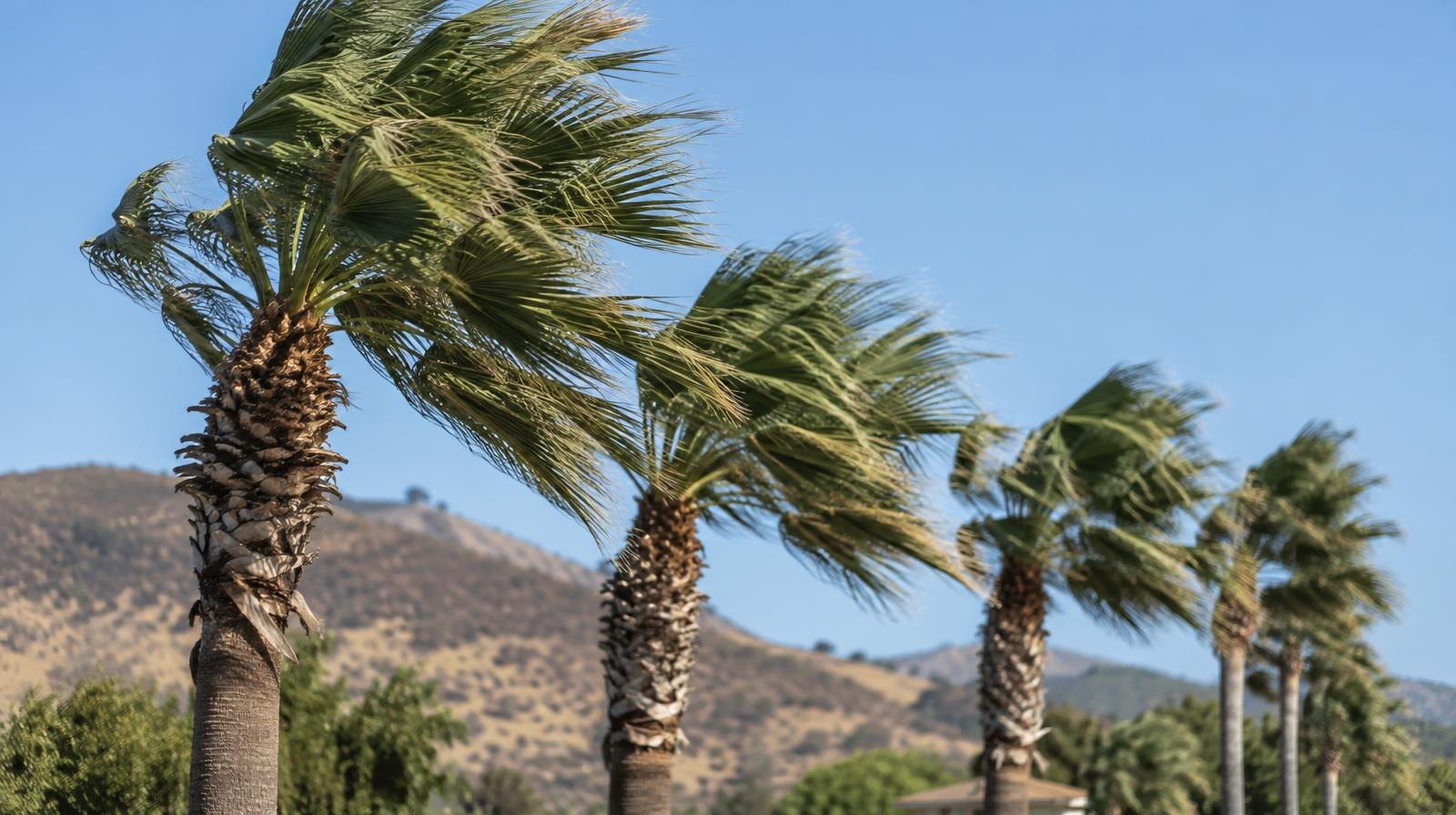 Tall palm trees bending sharply in strong wind against a clear blue sky.