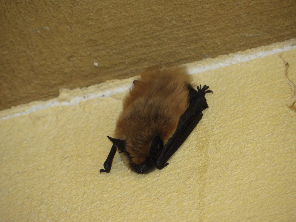 The little brown bat (sometimes called little brown myotis) (Myotis lucifugus) is a species of the genus Myotis (mouse-eared bats), one of the most common bats of North America. The little brown bat h