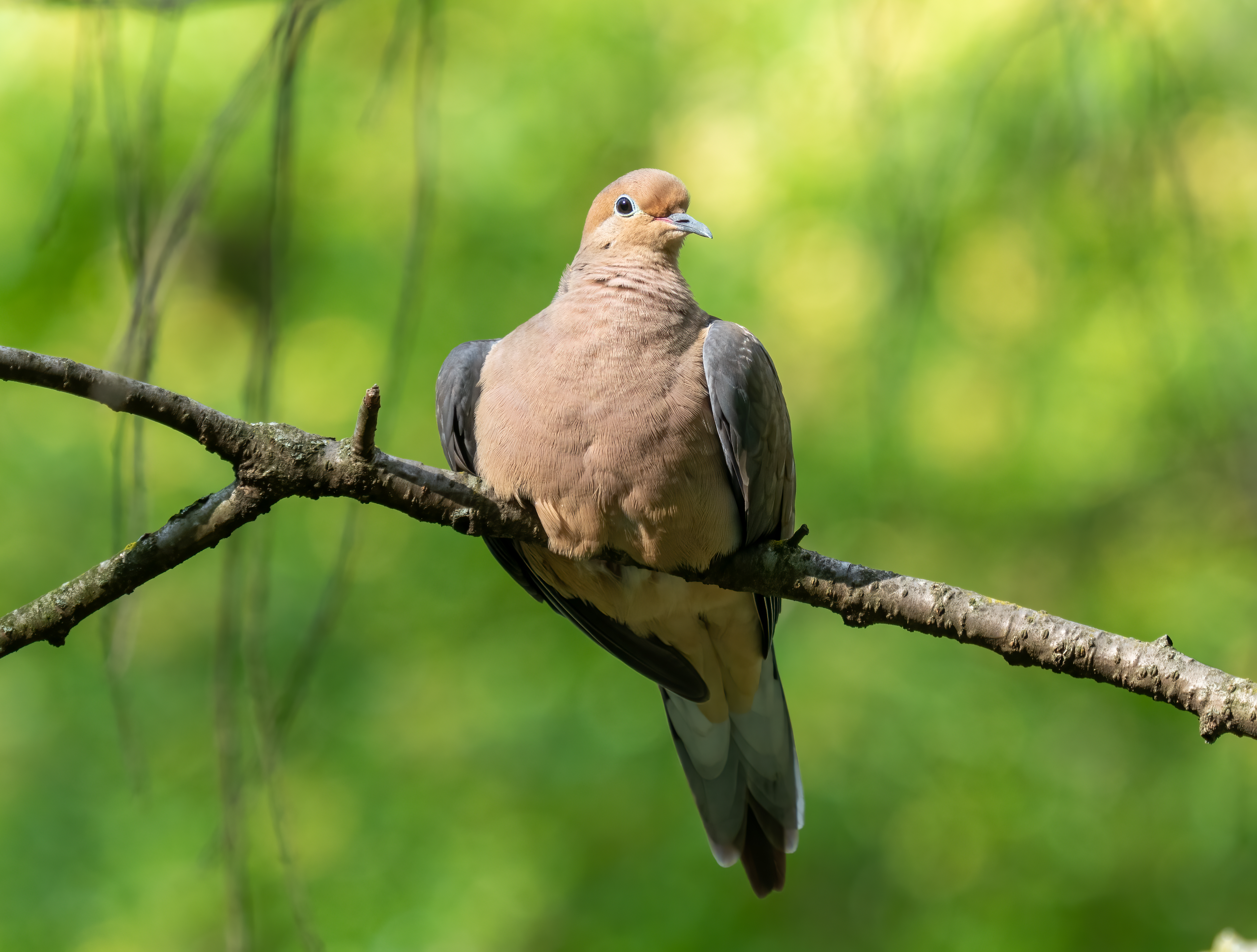 A mourning dove perched on a bare branch with blurred green foliage behind it.