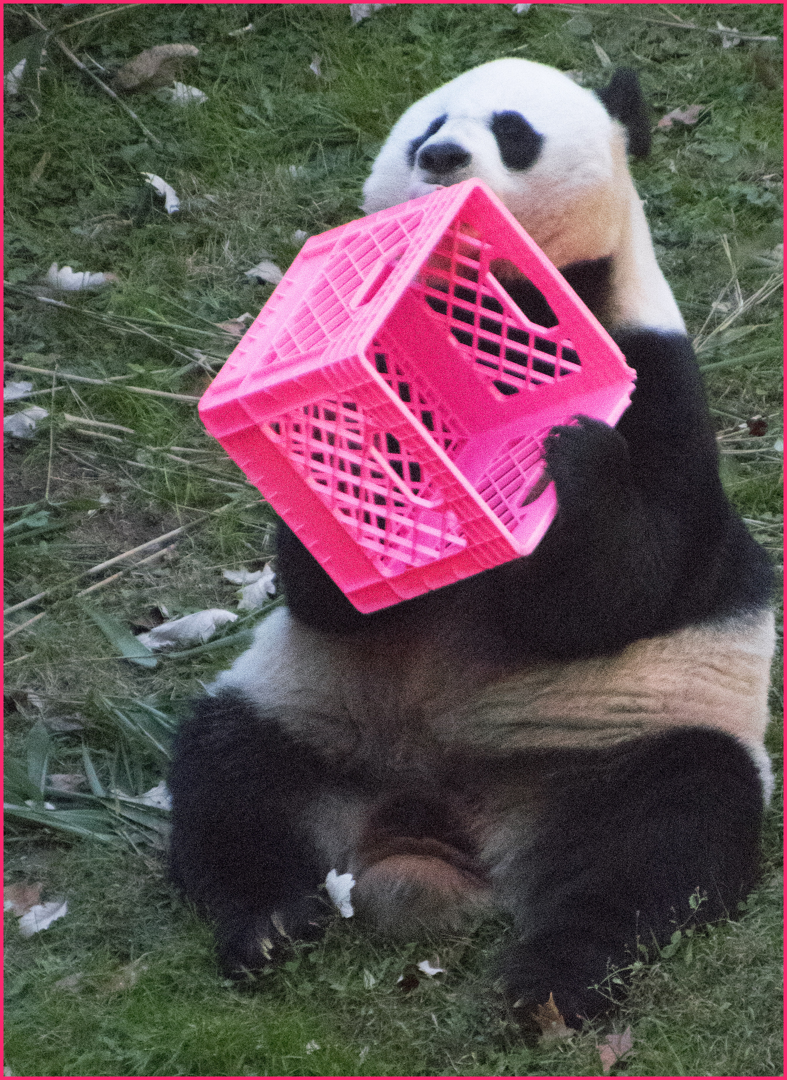 A giant panda sits on grass holding a pink plastic crate at a zoo.