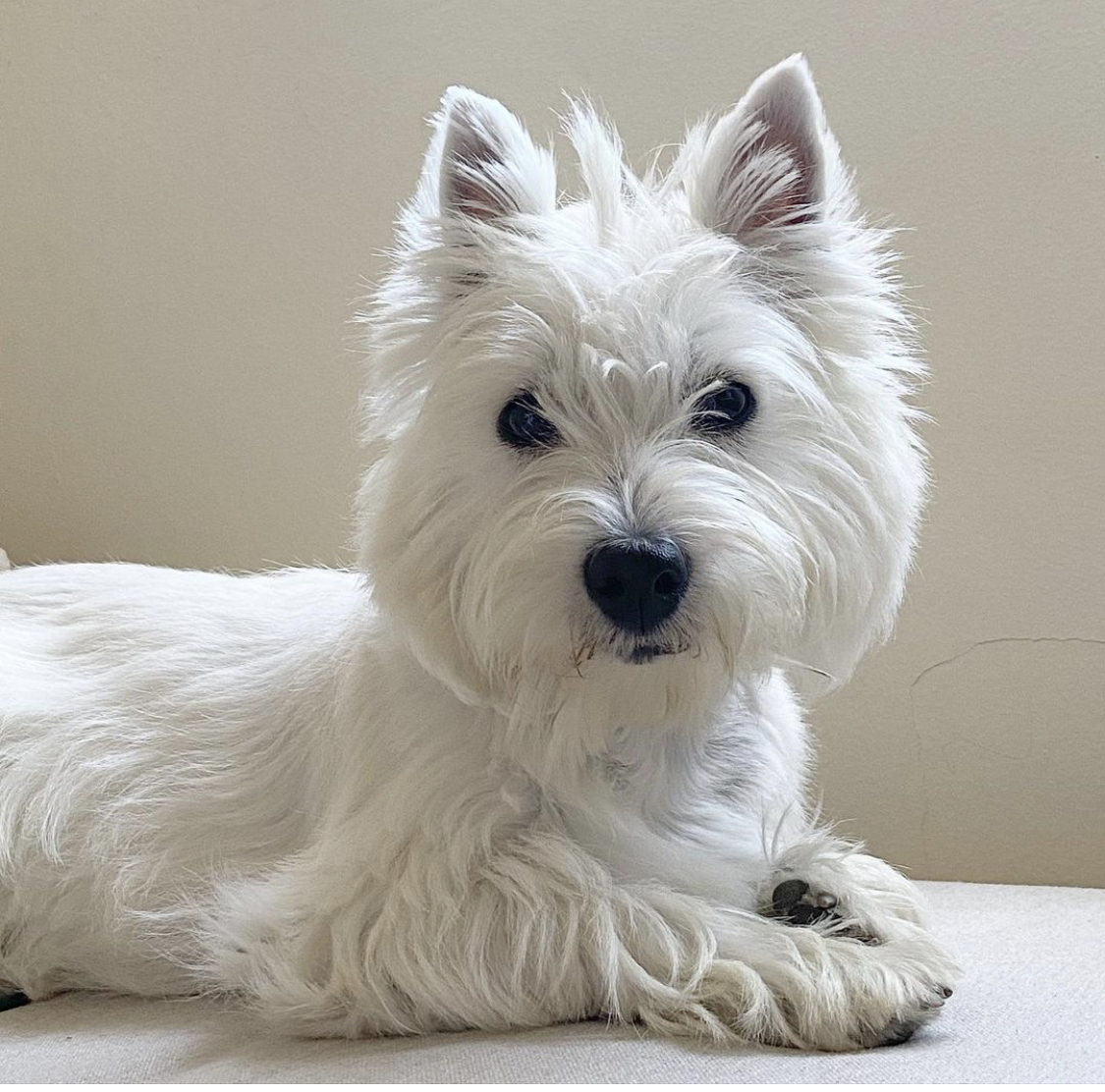 A fluffy white West Highland White Terrier lies on a light surface, facing the camera.