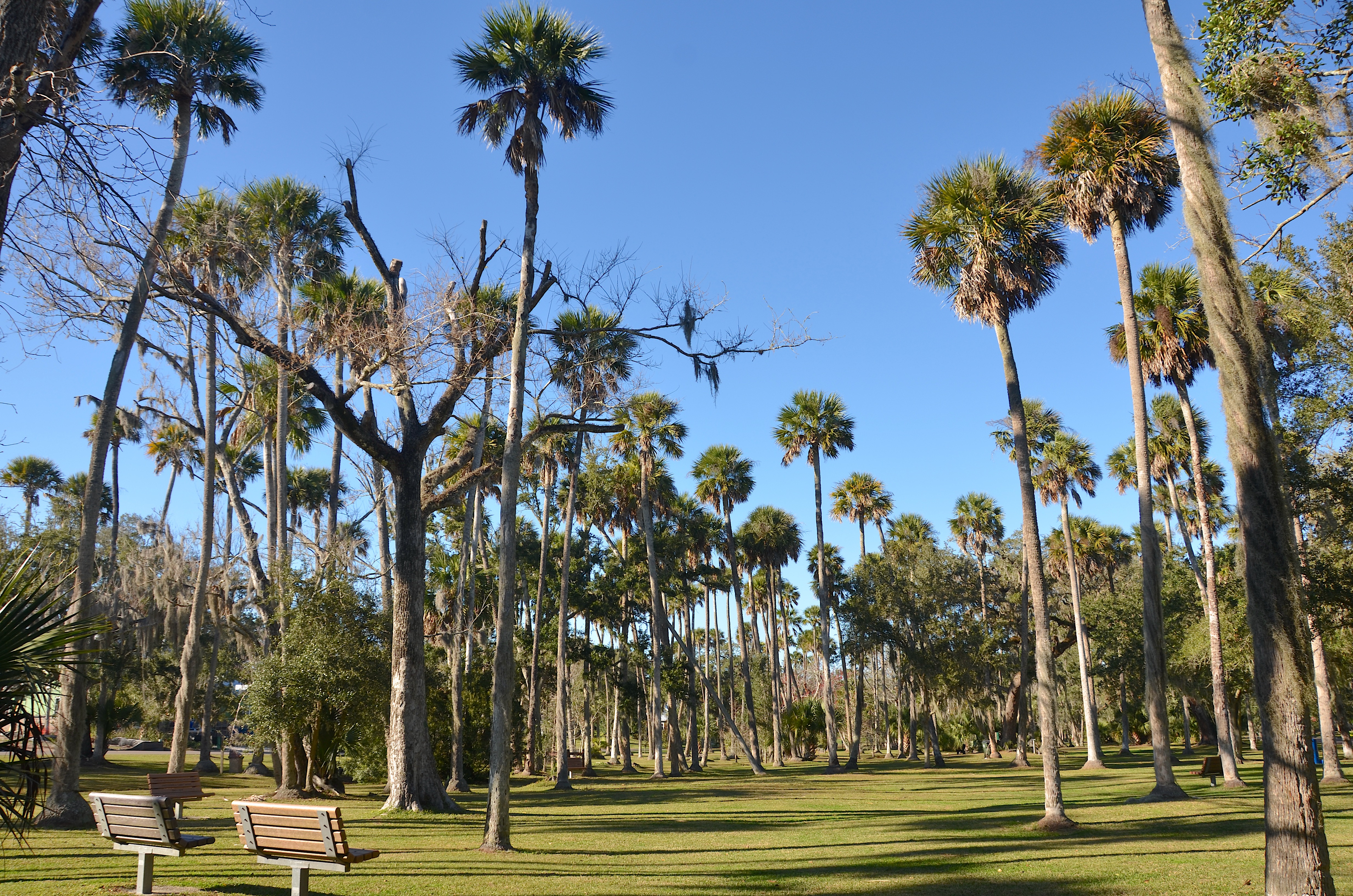 Grassy park with tall palm trees and a wooden bench under a clear blue sky.