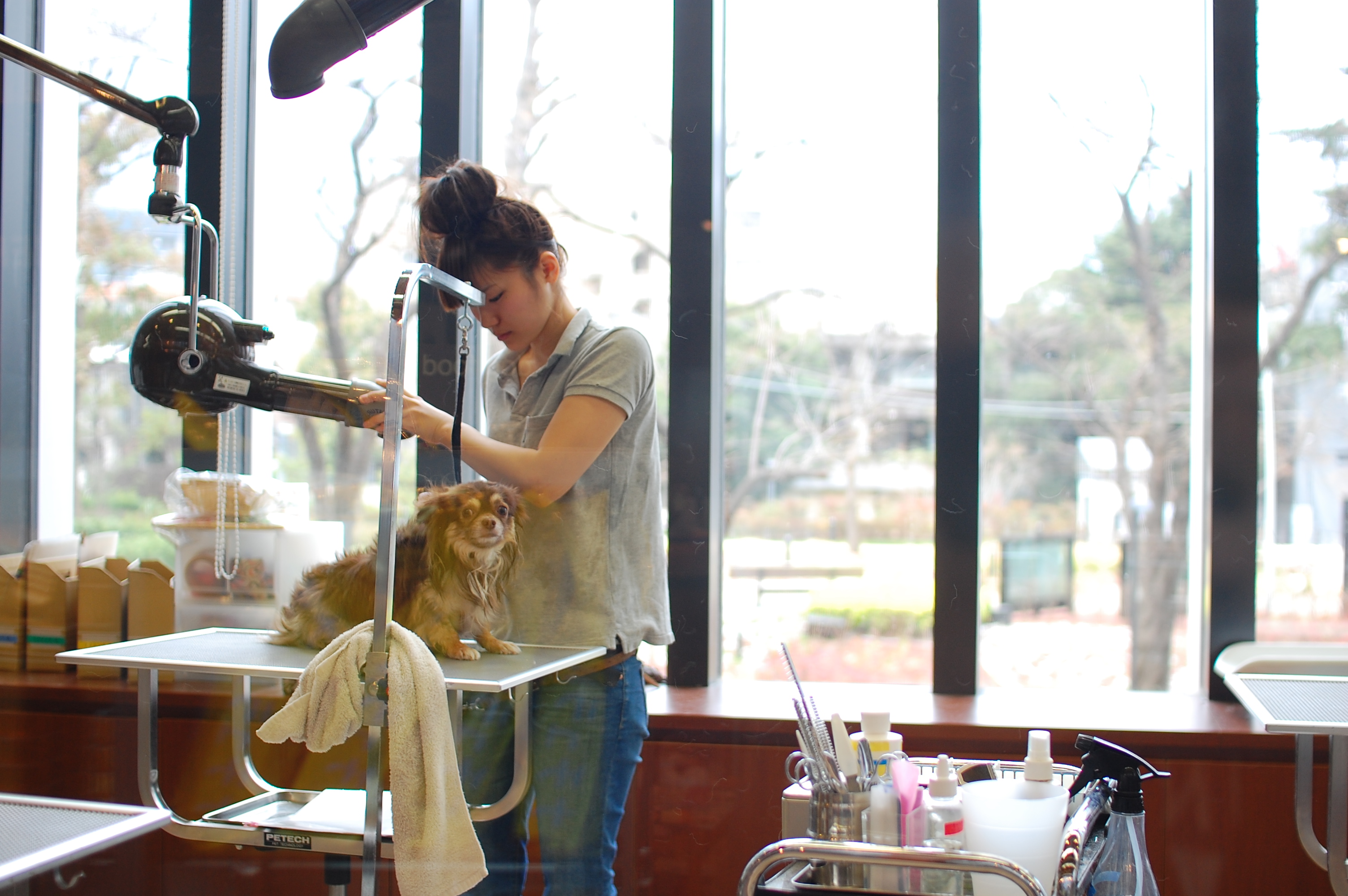 A woman grooms a small fluffy dog on a raised table in a salon.