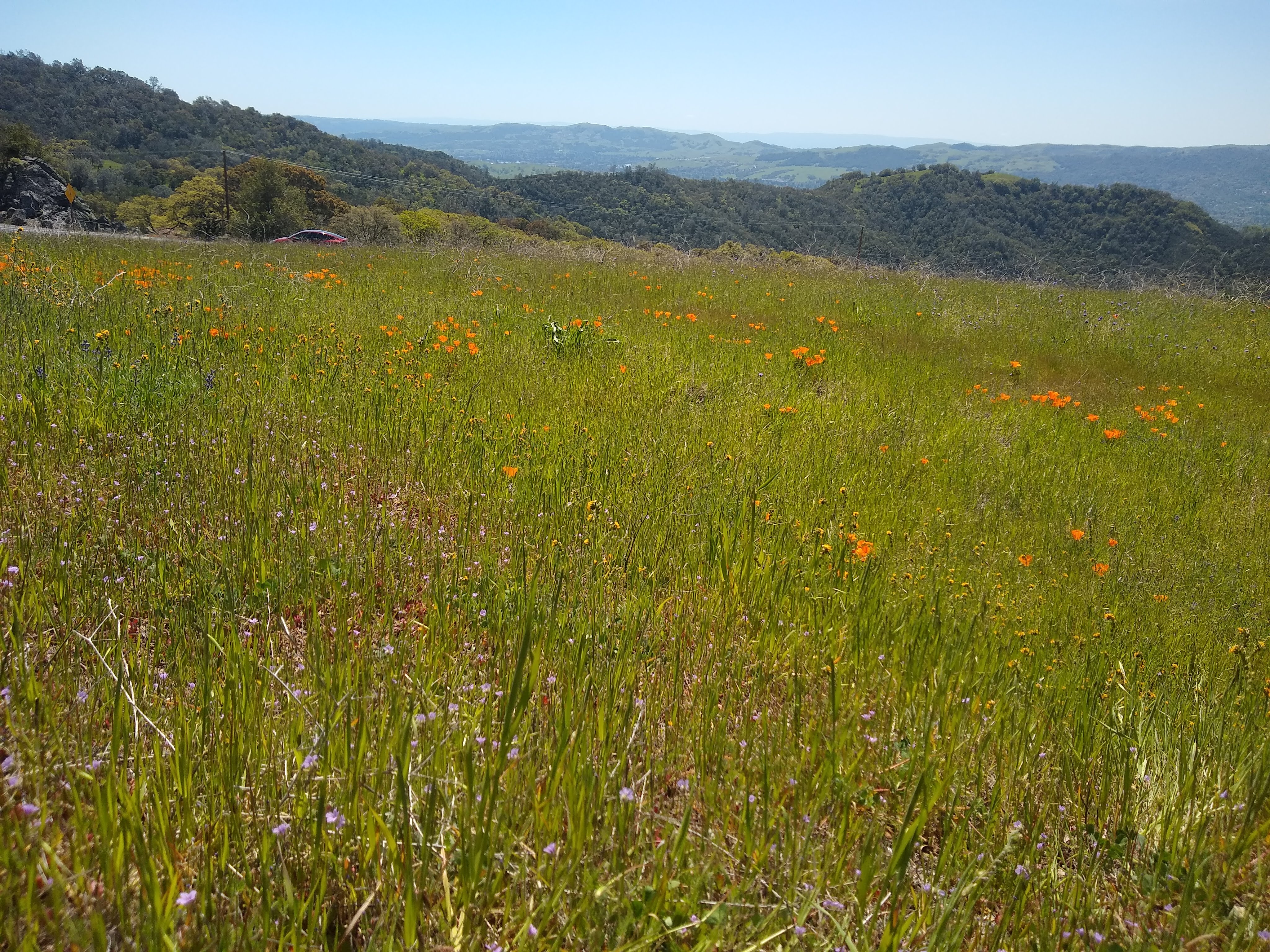 Orange poppies and pink wildflowers on a grassy hillside with rolling tree-covered ridges behind.