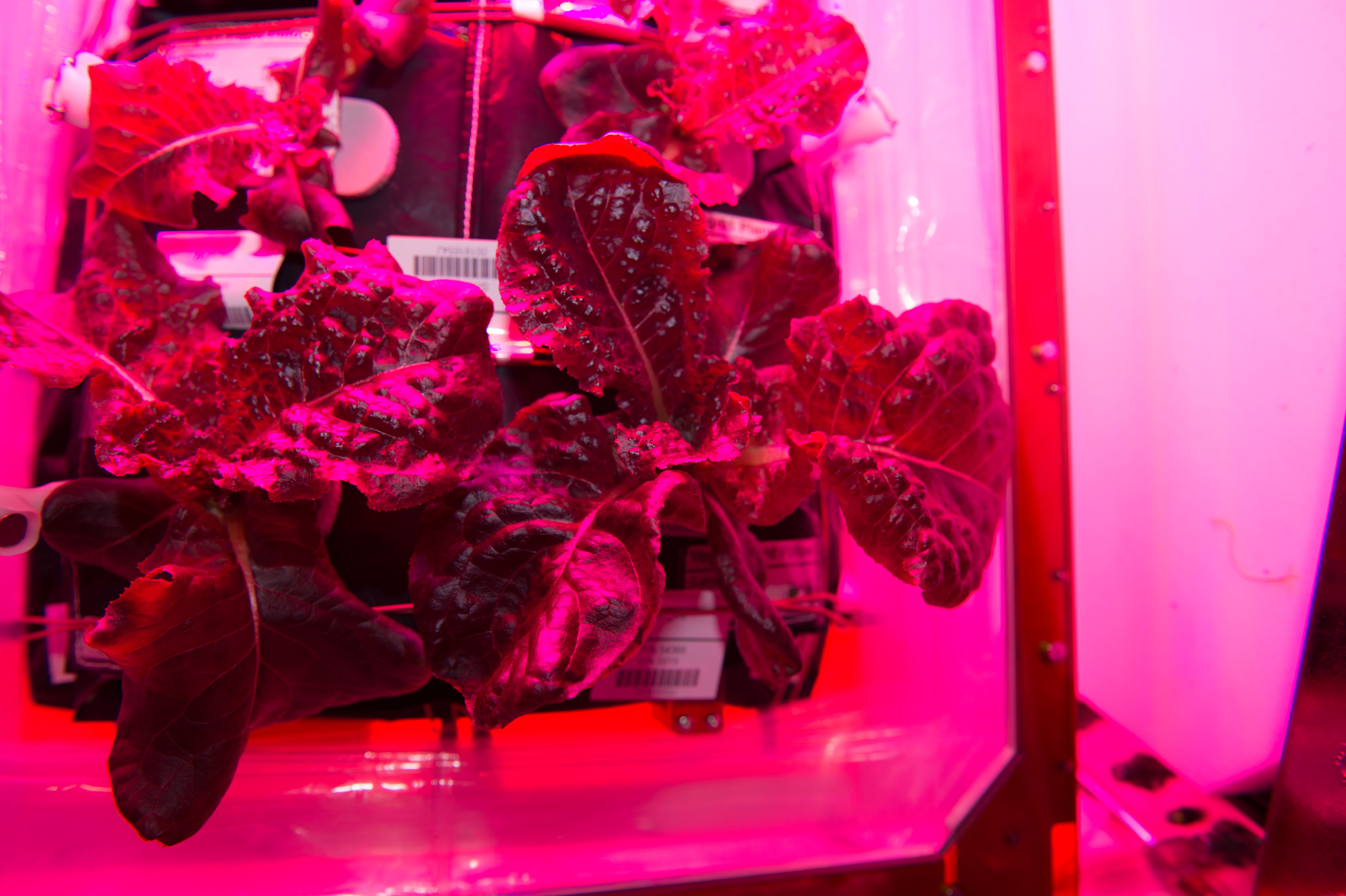 Red romaine lettuce plants growing under pink LED lights in a compact growth chamber aboard the ISS.