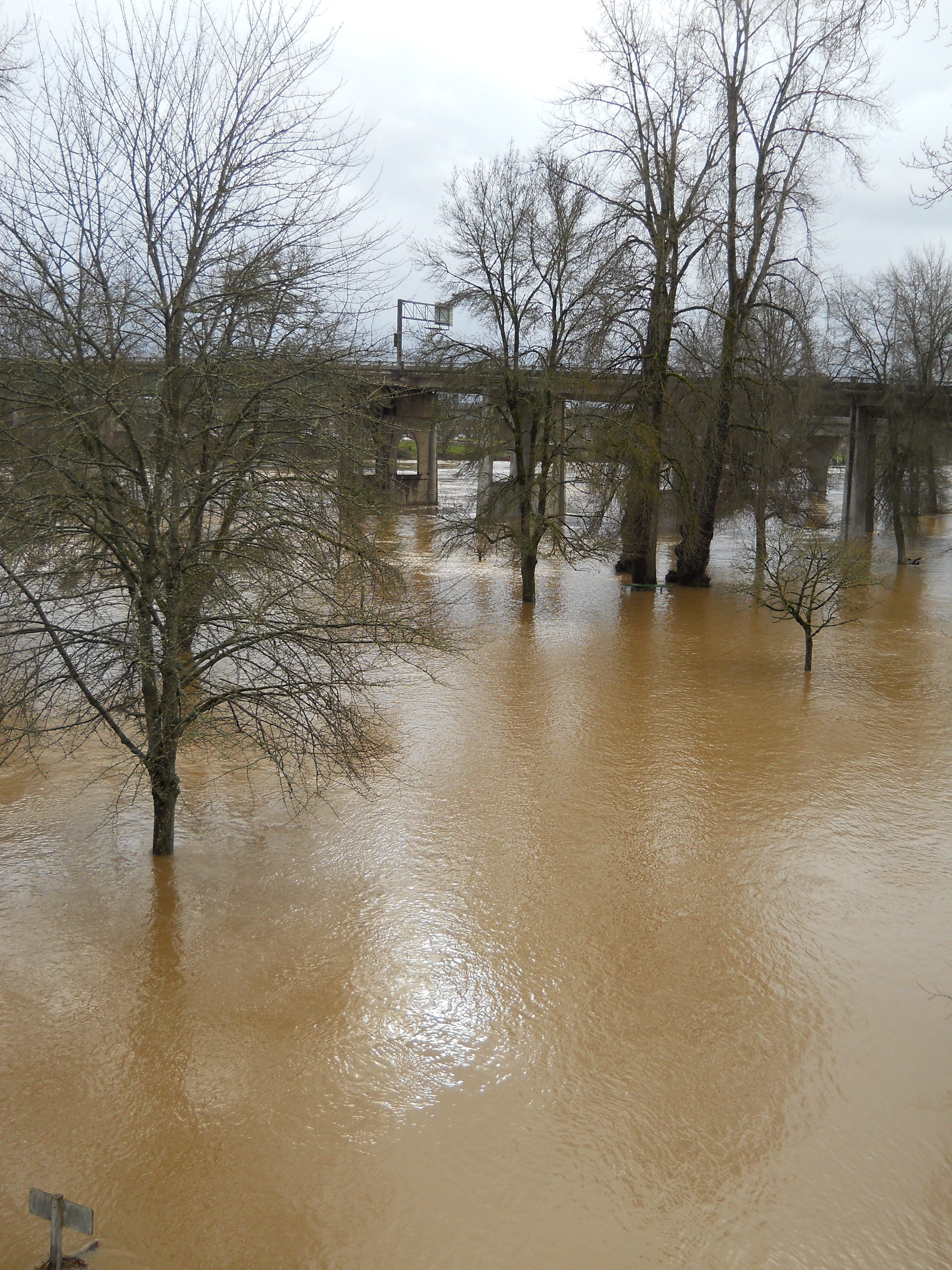 Brown floodwaters surround bare tree trunks with a bridge structure in the background.